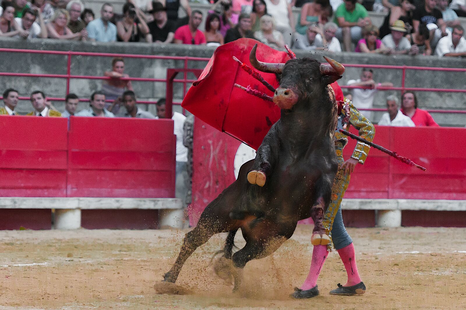 Nikon D300S sample photo. Toreador, bullfight, bulls photography