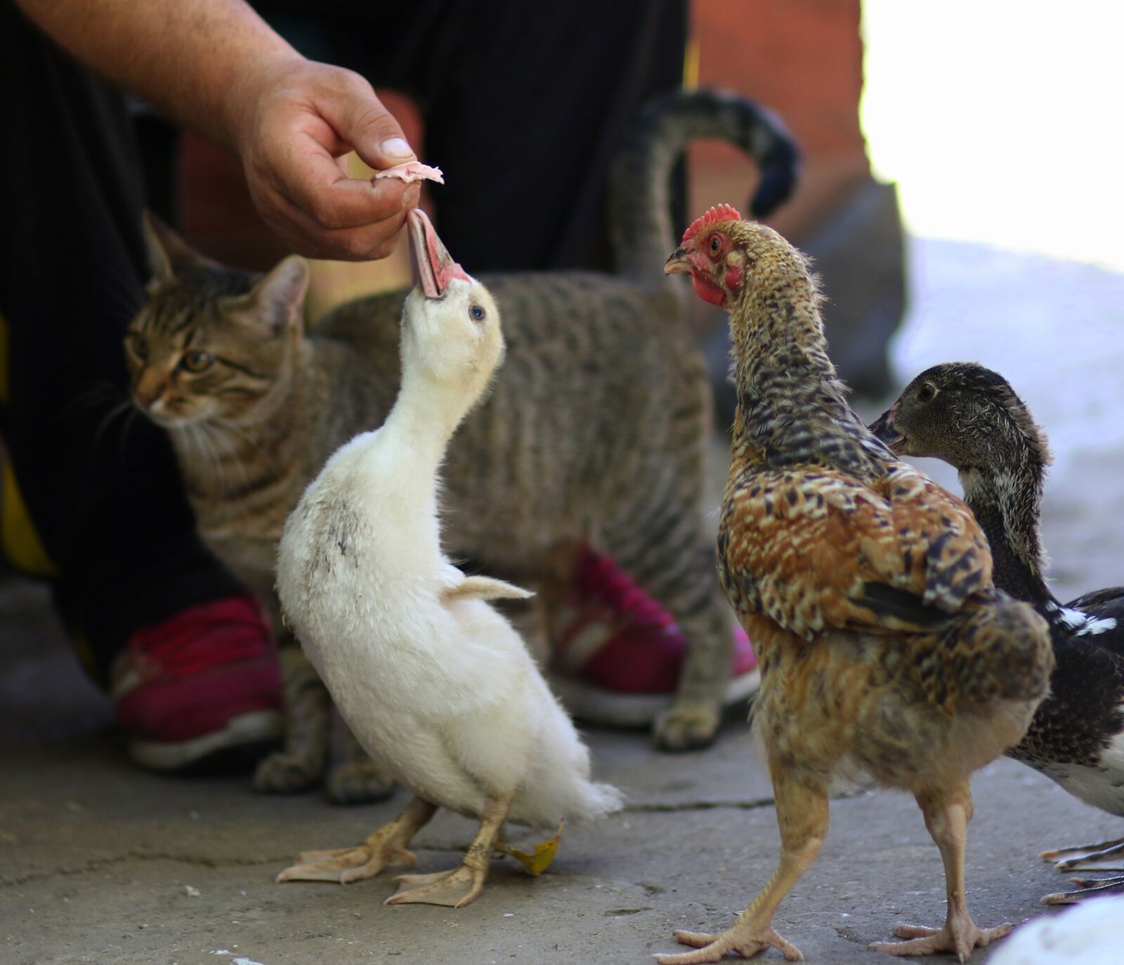 Canon EF 85mm F1.8 USM sample photo. Cat, rate, chicken photography
