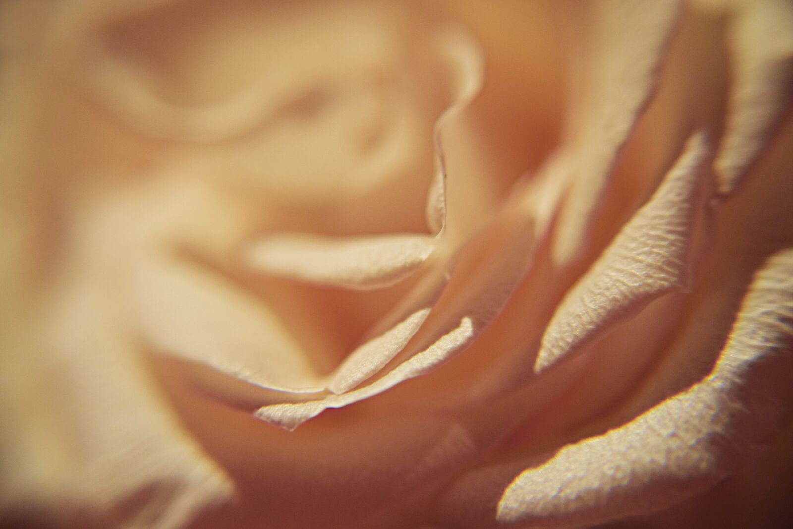 Nikon D3300 sample photo. Pink, petals, soft photography