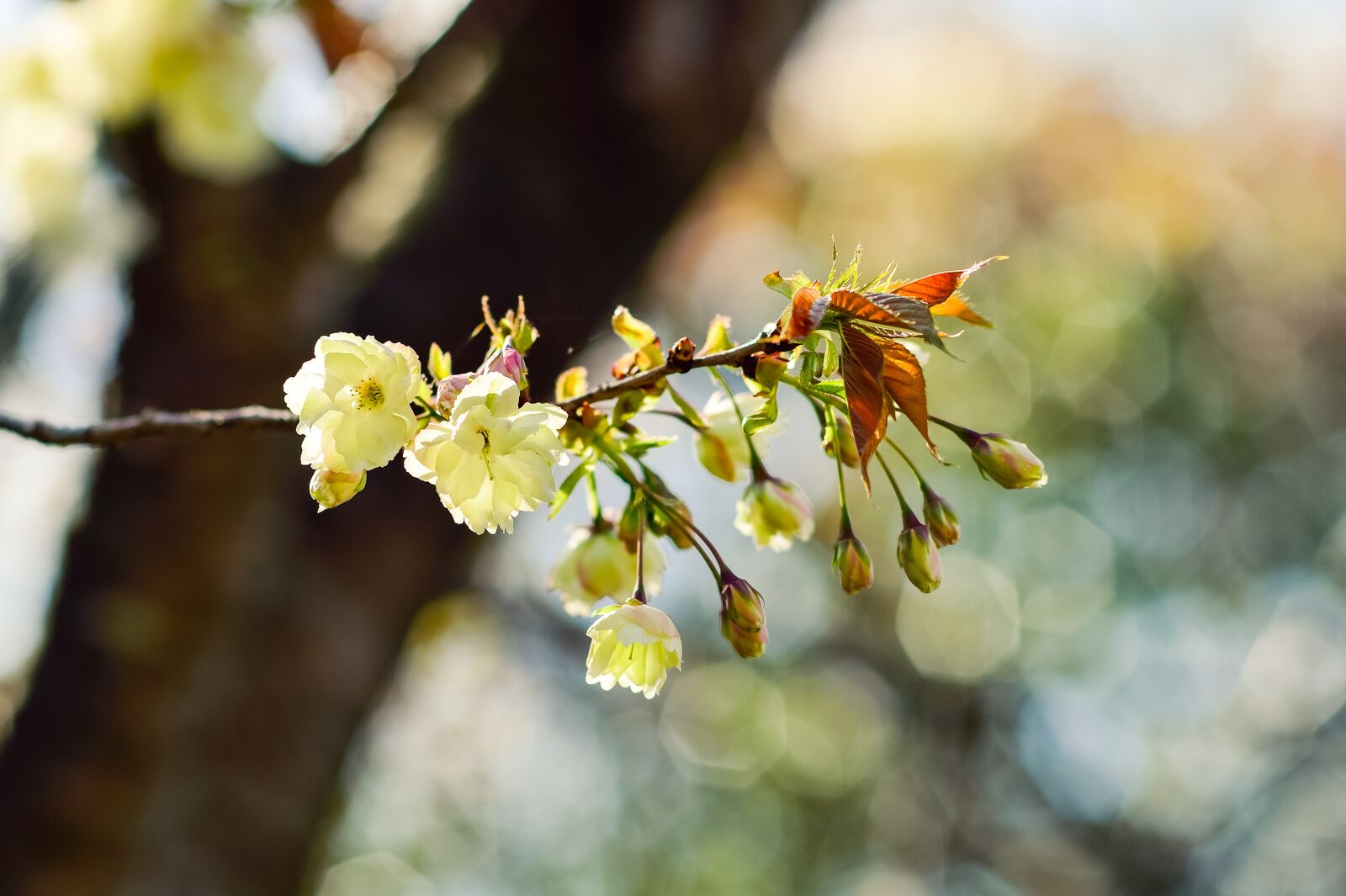 Nikon Df sample photo. Flowers, natural, cherry photography