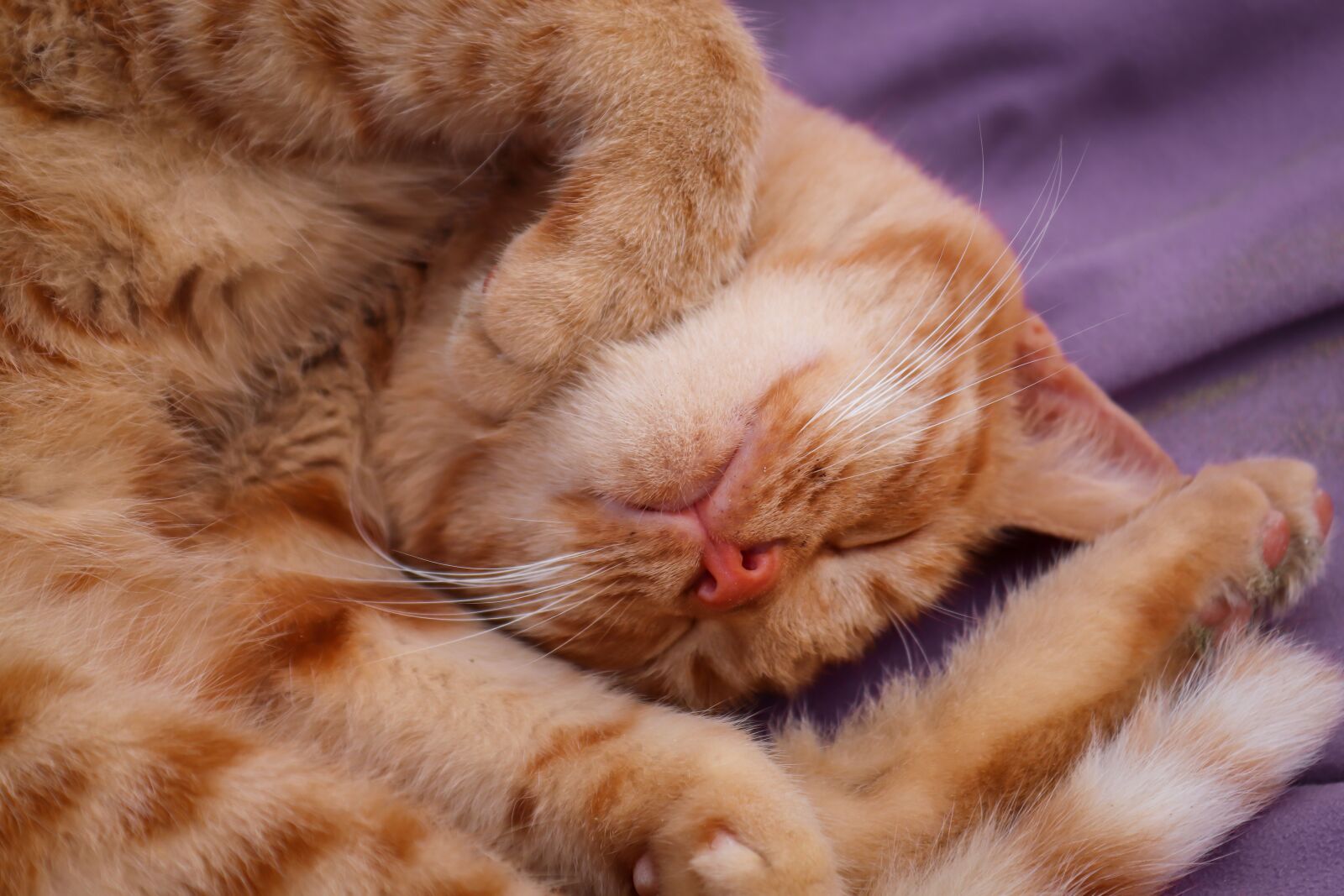 Canon EOS 200D (EOS Rebel SL2 / EOS Kiss X9) sample photo. Cat, red, sleep photography