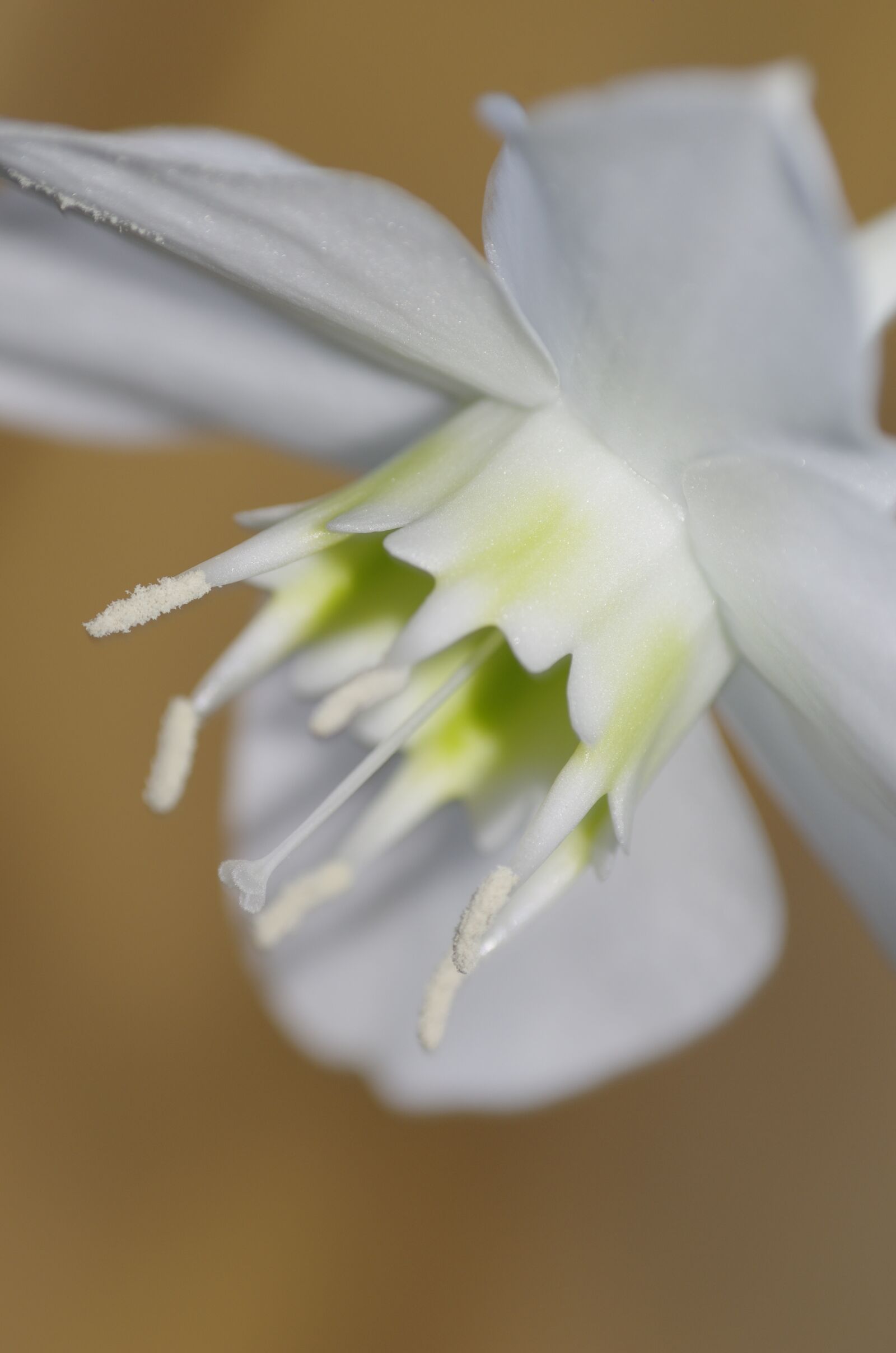Pentax K-5 sample photo. Flower, plant, nature photography