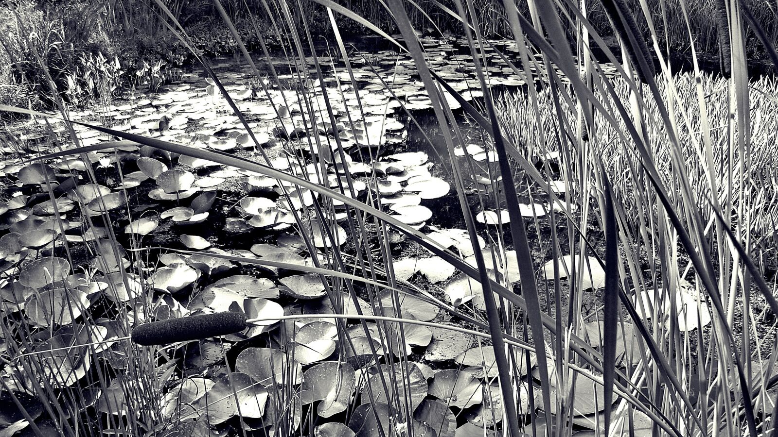 Panasonic DMC-FS10 sample photo. Water lilies, pond, nymphaea photography