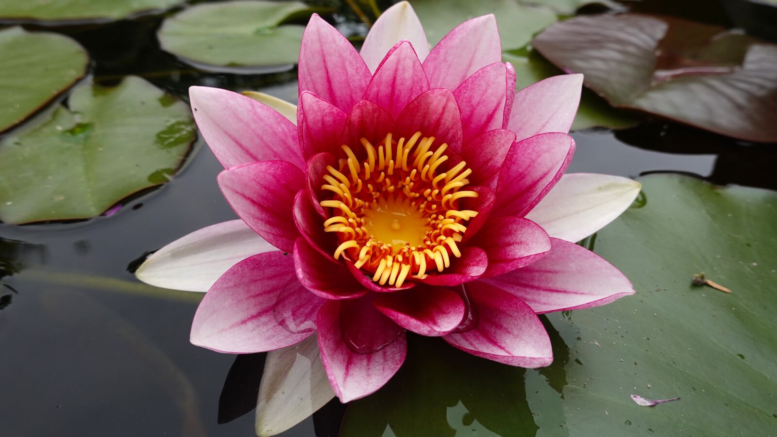 Sony Cyber-shot DSC-RX100 VI sample photo. Water lily, pond, water photography