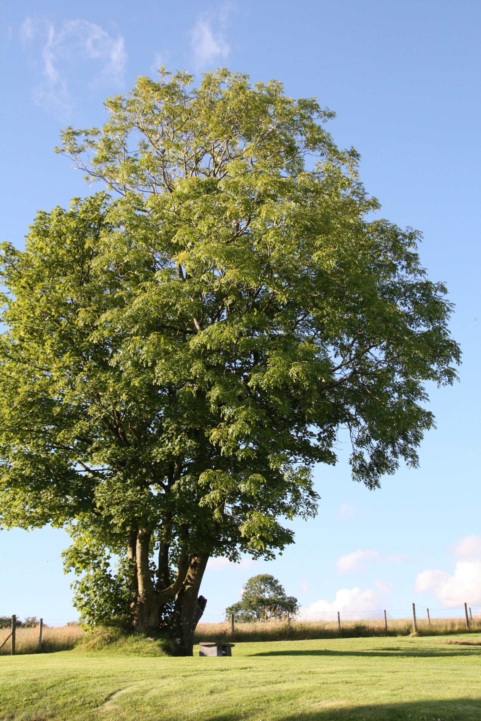 Canon EOS 450D (EOS Rebel XSi / EOS Kiss X2) sample photo. Tree, wales, sky photography