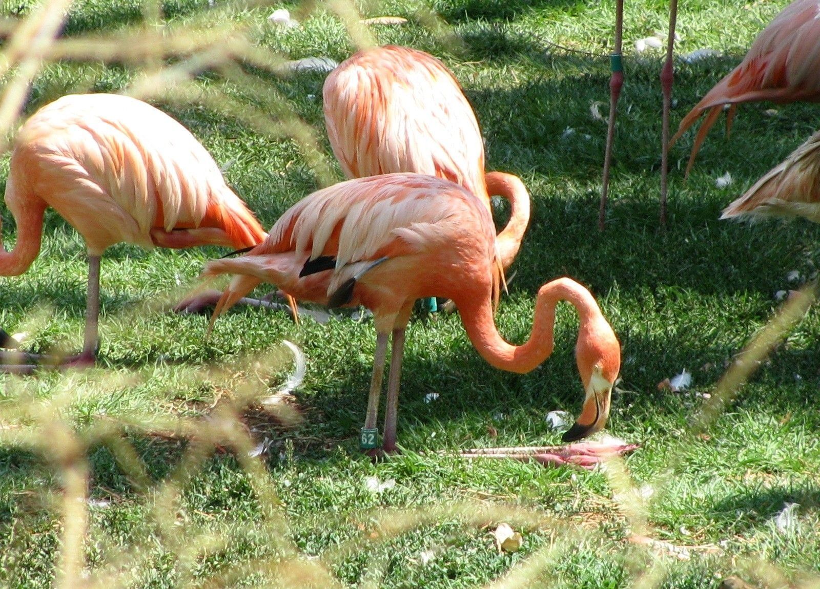 Canon POWERSHOT SX100 IS sample photo. Orange, flamingos, animal photography