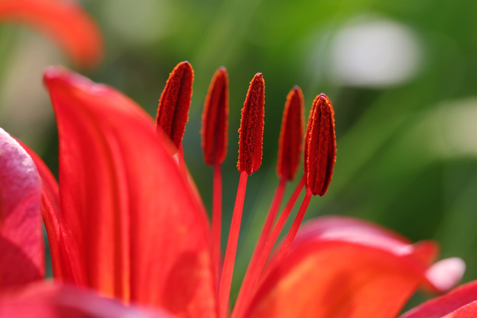 Canon EOS 6D Mark II sample photo. Lily, summer flowers, nature photography