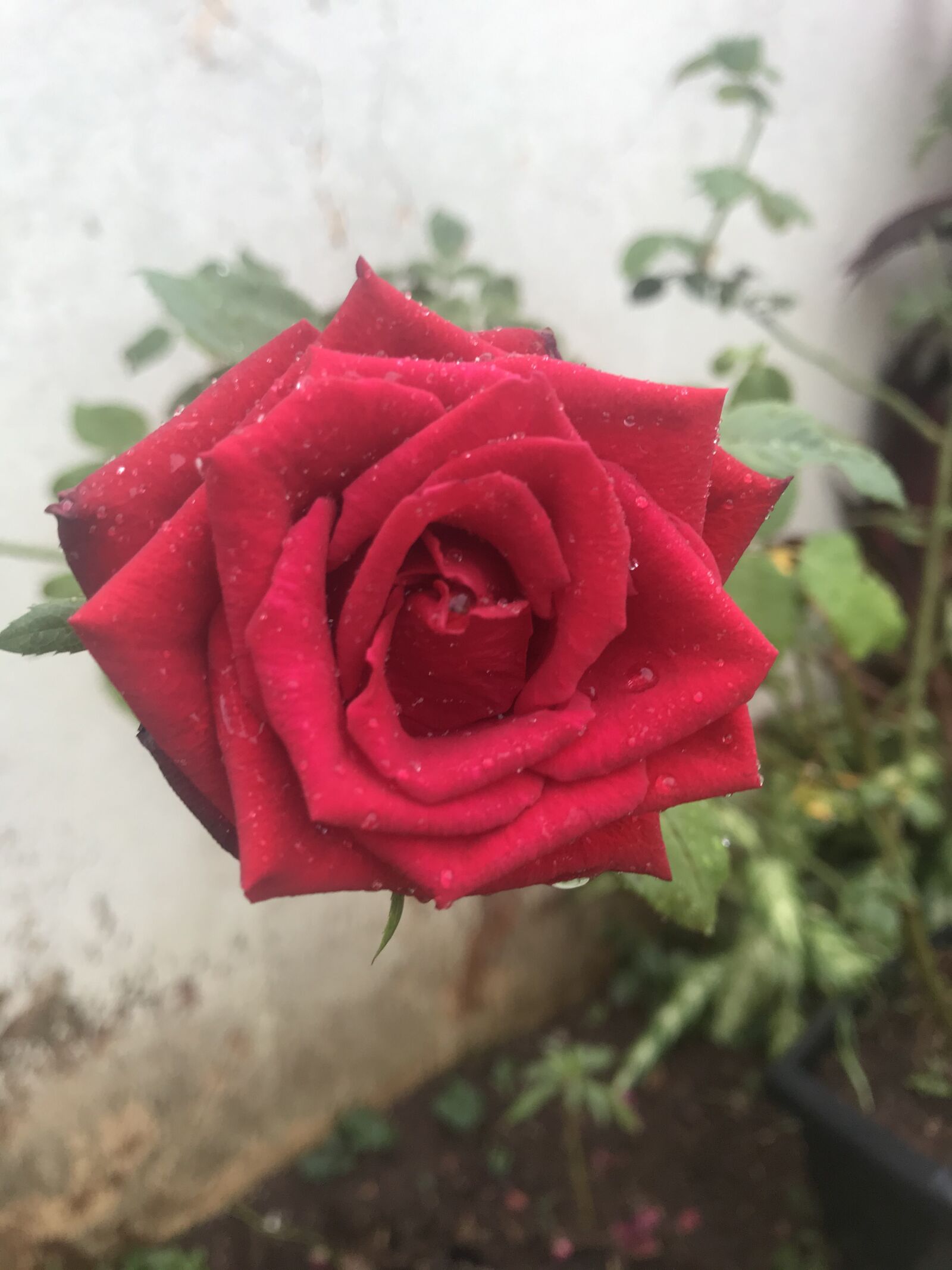 iPhone 7 back camera 3.99mm f/1.8 sample photo. Flor, rosas, flores photography