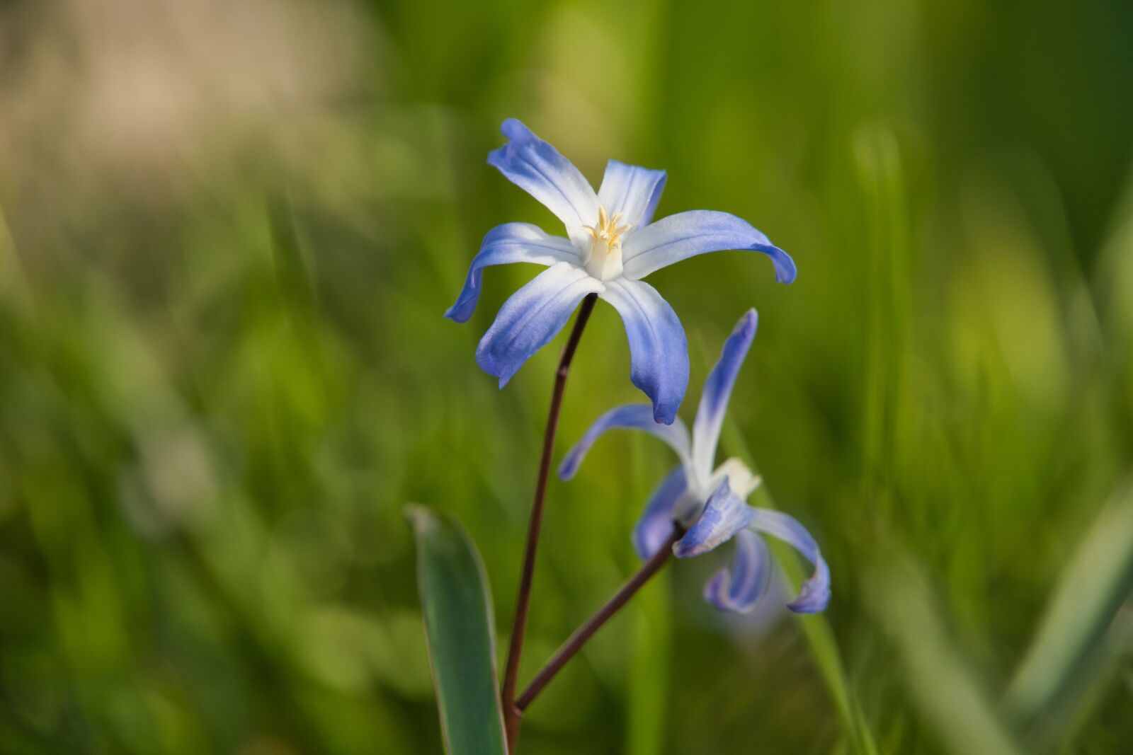 Sony a6400 sample photo. Blue star, spring, early photography