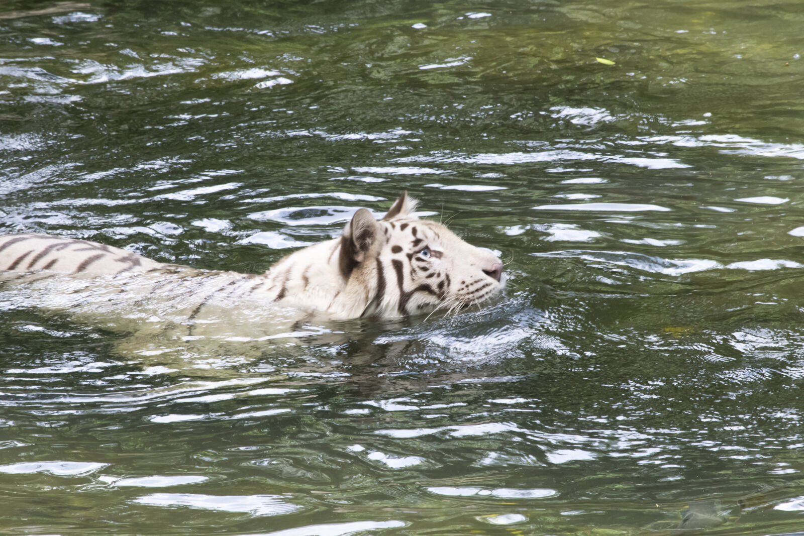 Nikon D5300 sample photo. Animal, big, cat, danger photography
