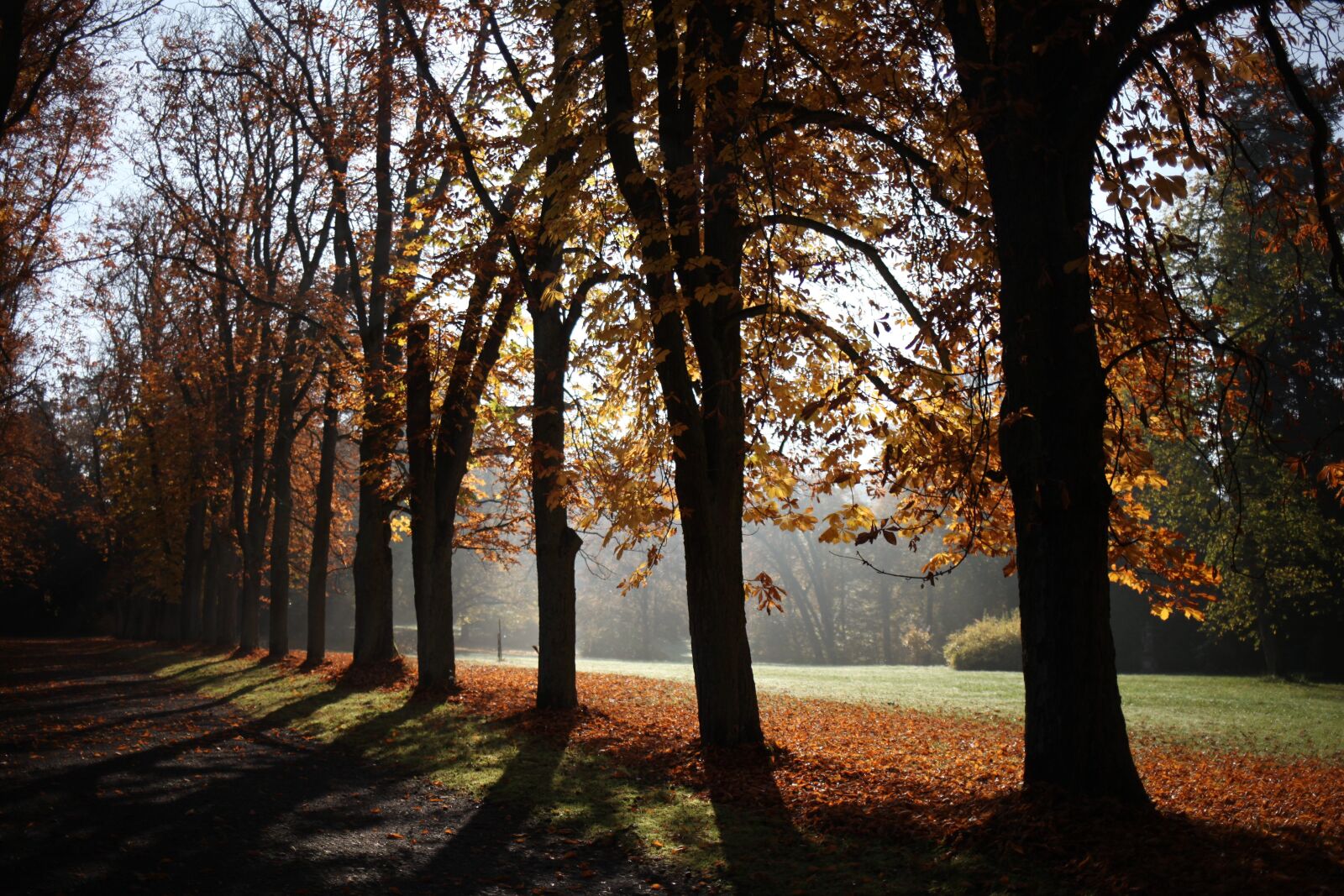 Canon EOS 5D Mark II sample photo. Trees, autumn, avenue photography