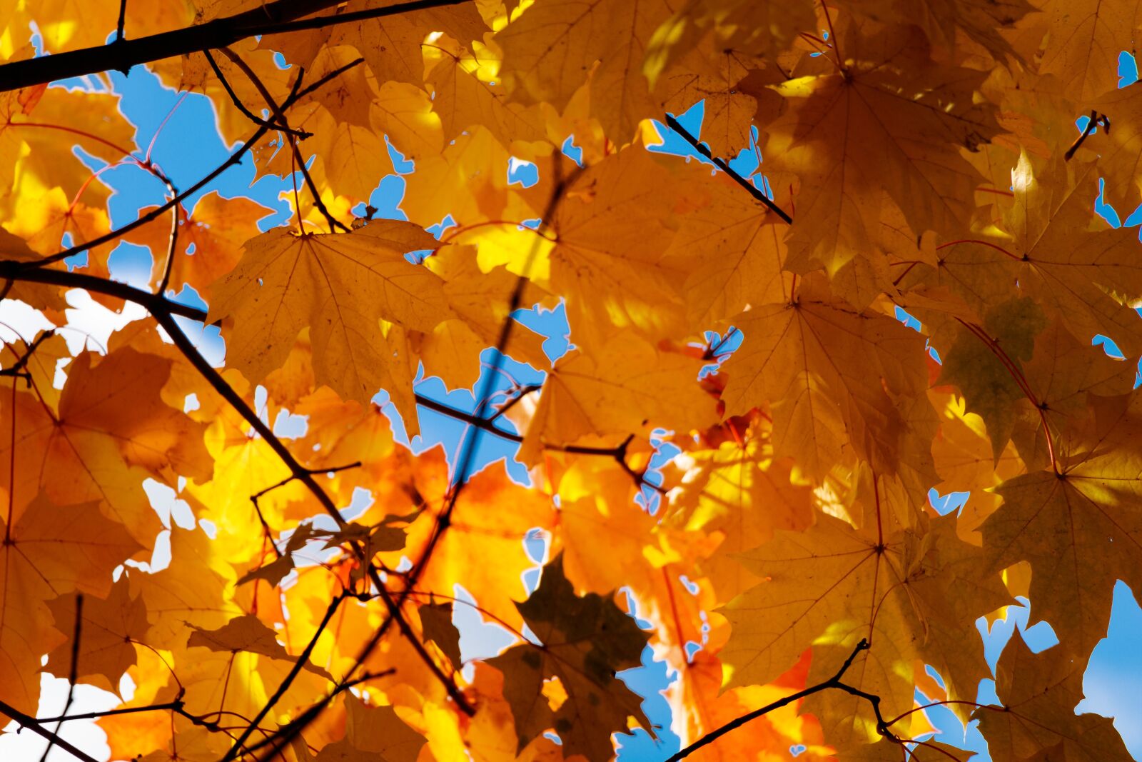 Canon EOS 80D sample photo. Autumn, maple, foliage photography