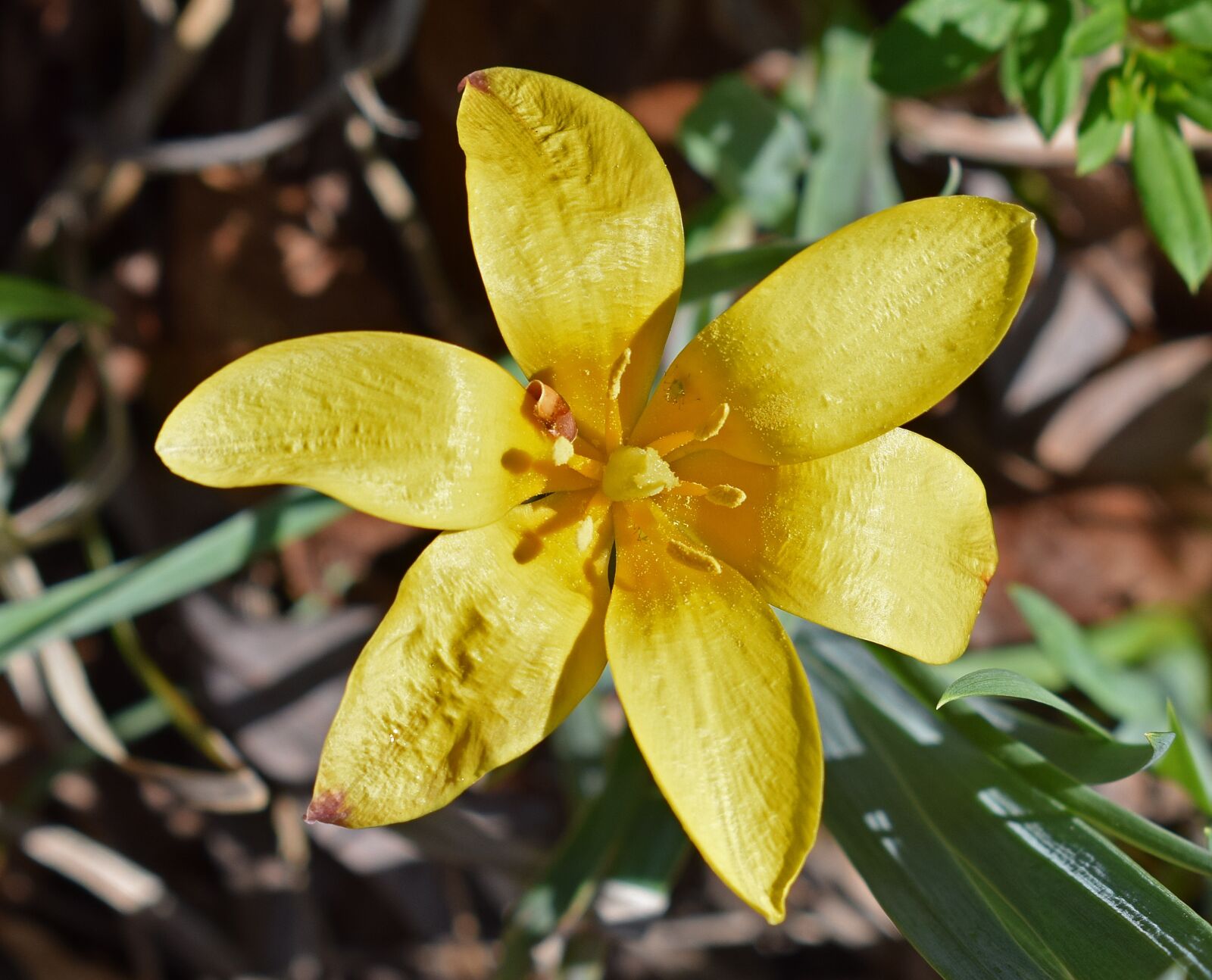 Nikon D3300 sample photo. Species tulip, tulip, fully photography
