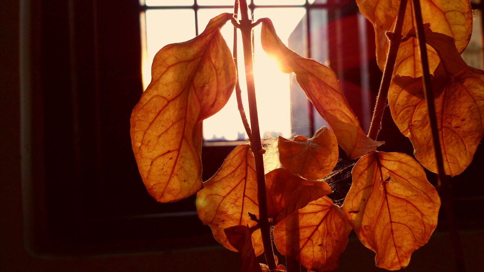 Motorola MotoG3 sample photo. Autumn, leaves, dries, leaves photography