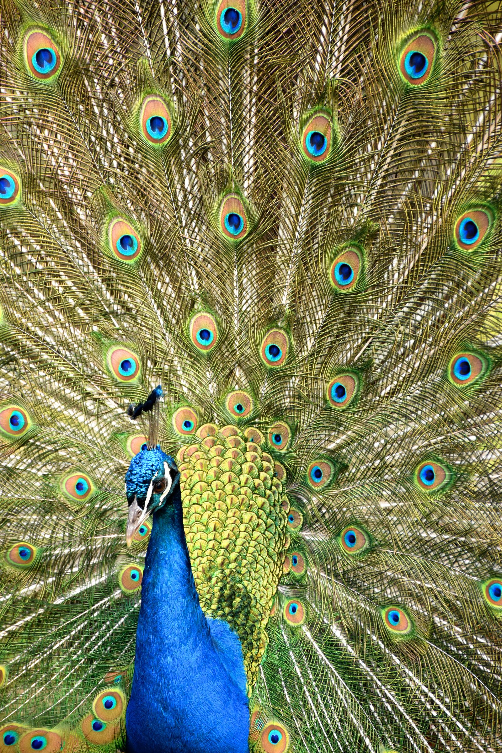 Nikon D5500 sample photo. Peacock, wheel, zoo photography