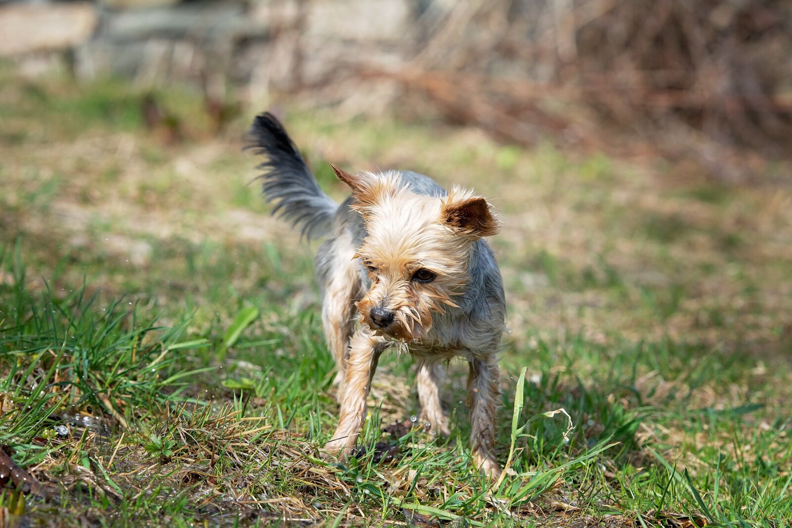 Nikon D7100 sample photo. Dog, small, small dog photography