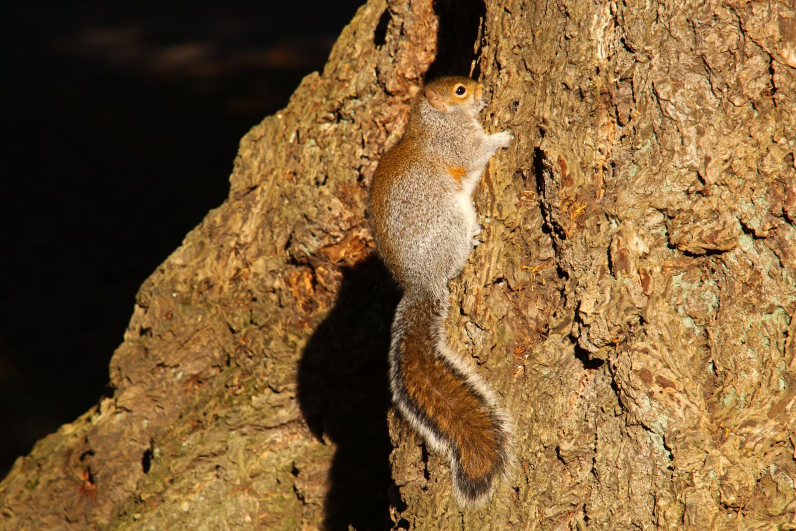 Canon EOS 50D sample photo. Squirrel, washington state, lincoln photography