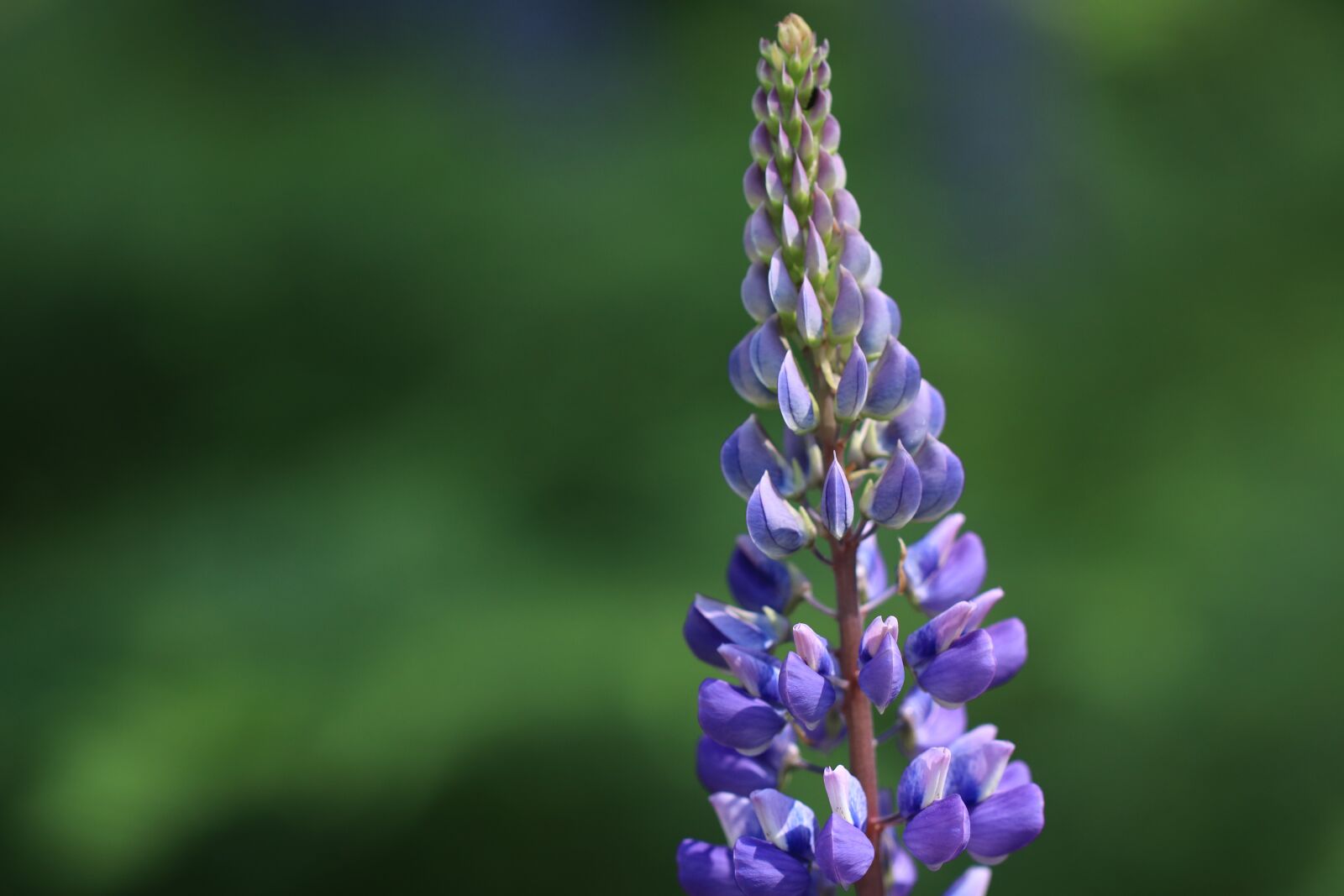 Canon EF 100mm F2.8L Macro IS USM sample photo. Flower, flowers, plant photography