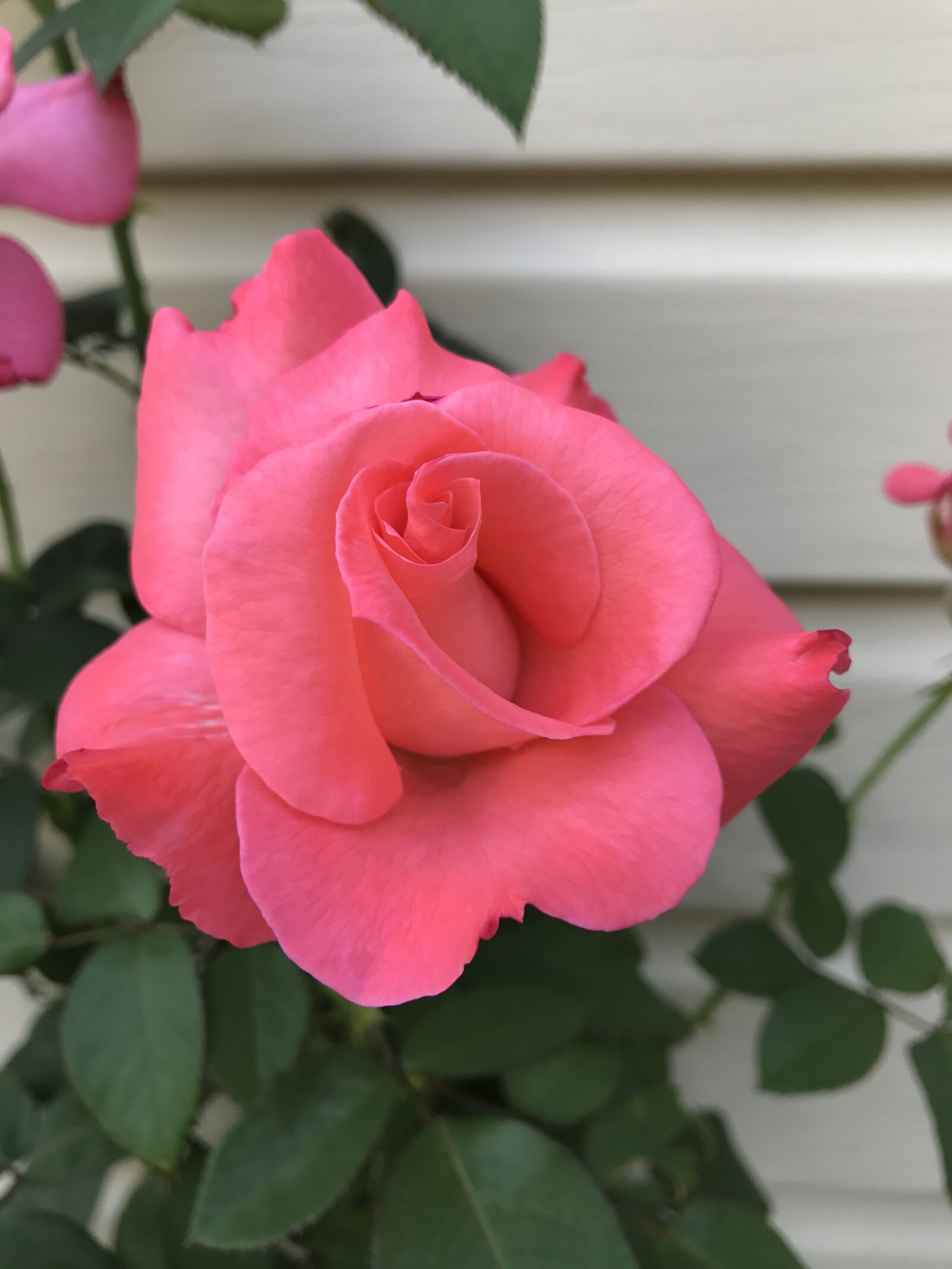 Apple iPhone 7 sample photo. Rose, spring, summer photography