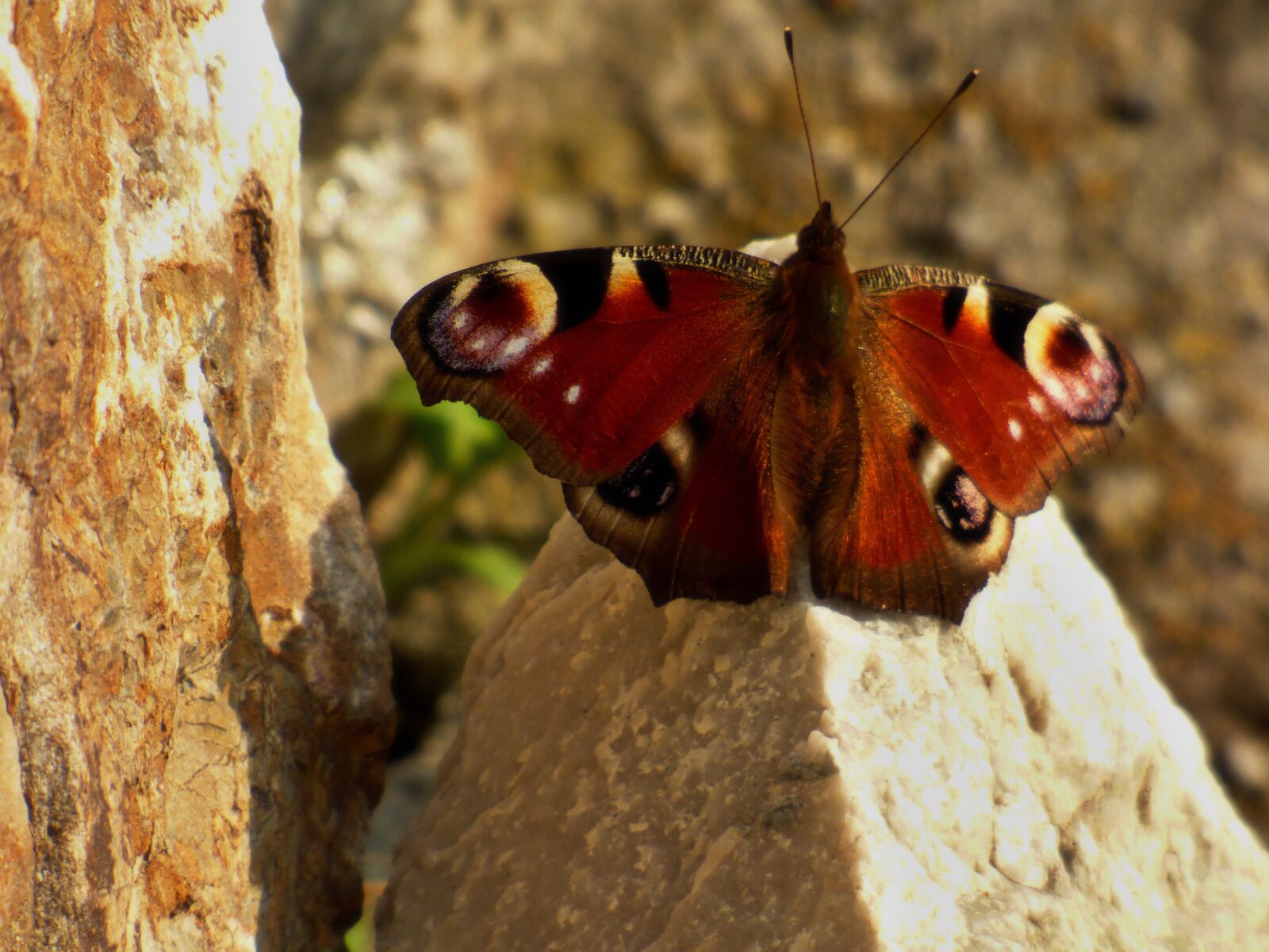 Panasonic DMC-FZ72 sample photo. Motyl, on, rock photography