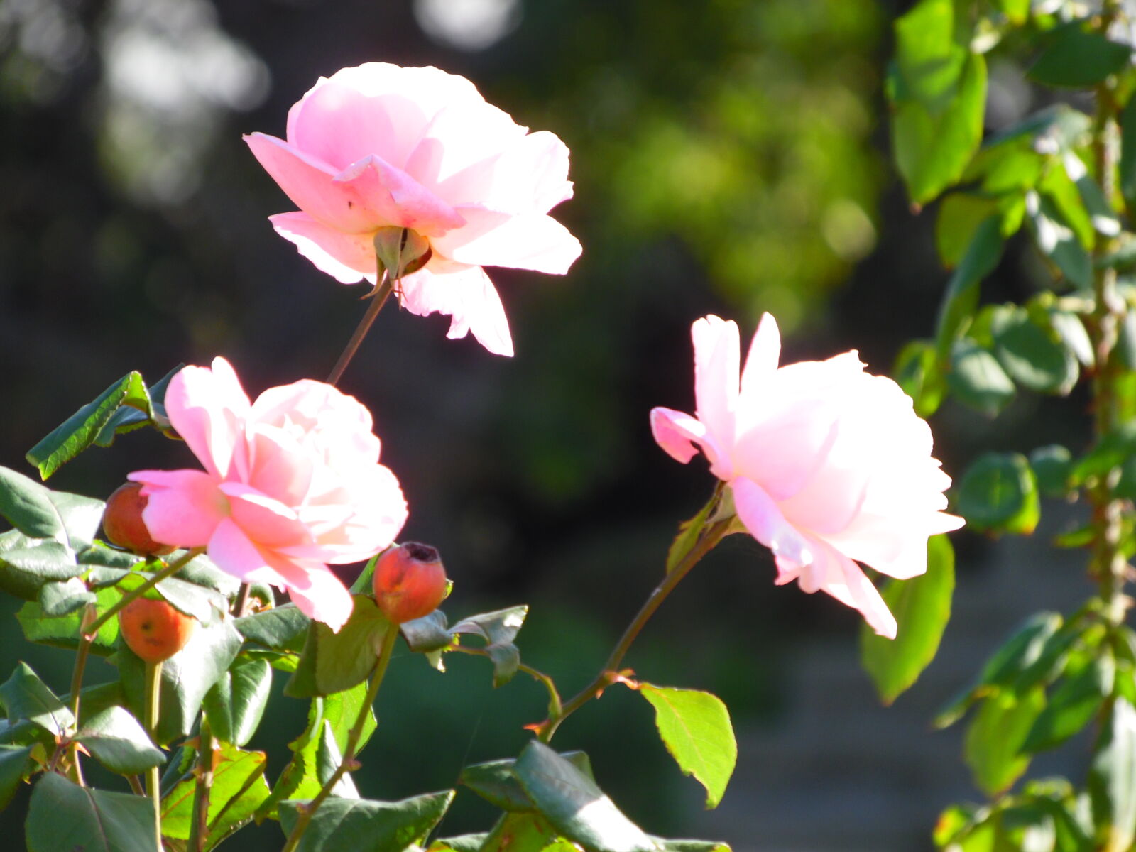 Samsung WB1100F/WB1101F/WB1102F sample photo