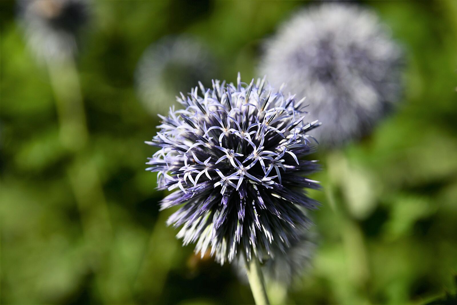 Nikon D610 sample photo. Ornamental onion, ball leek photography