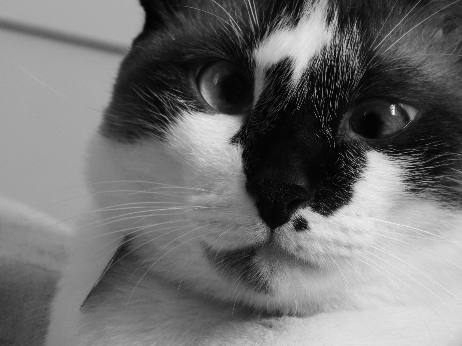 Nikon Coolpix L830 sample photo. Cat, gata, squinting cat photography