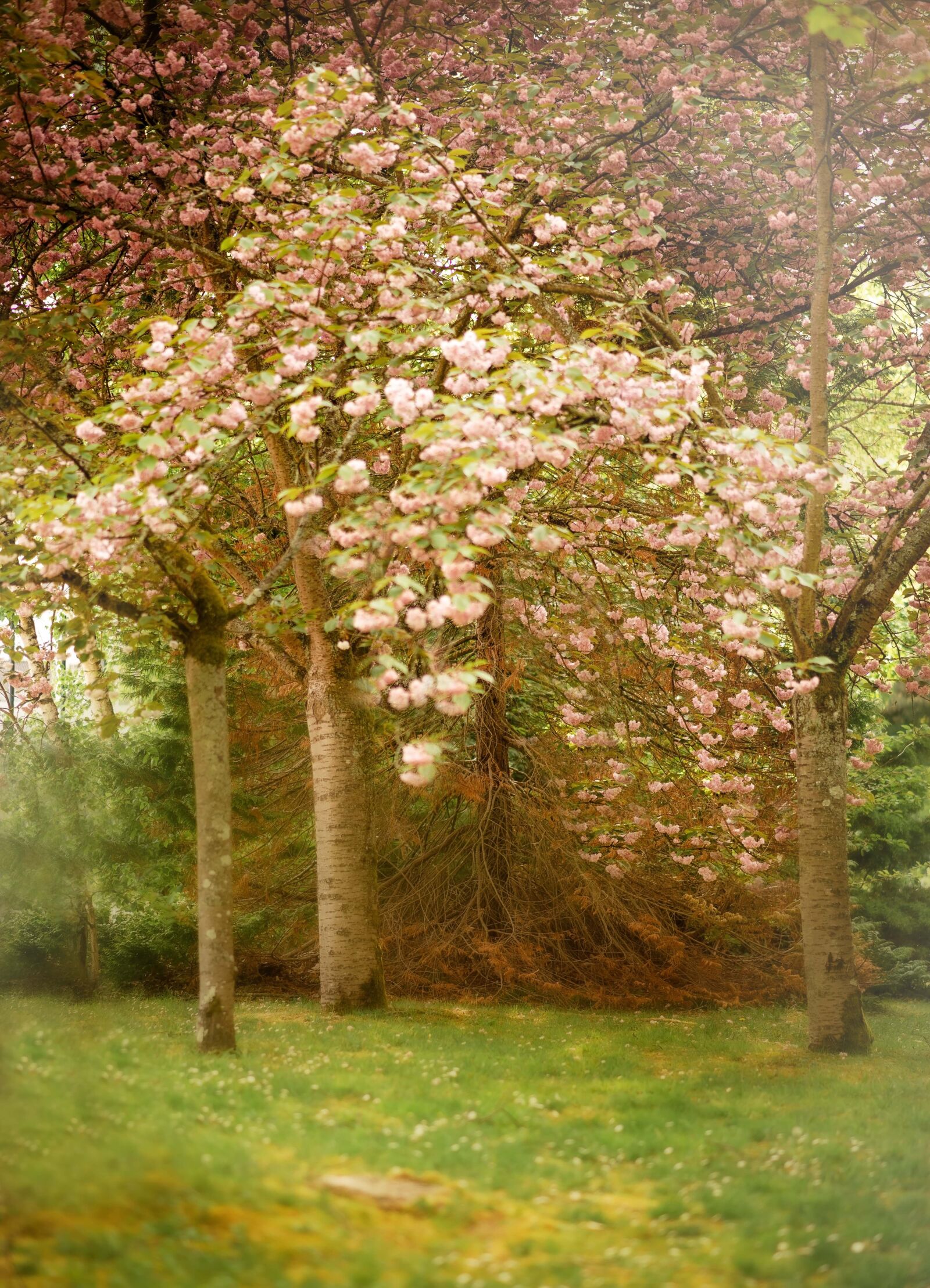 Nikon D610 sample photo. Spring, flowers, blossom photography