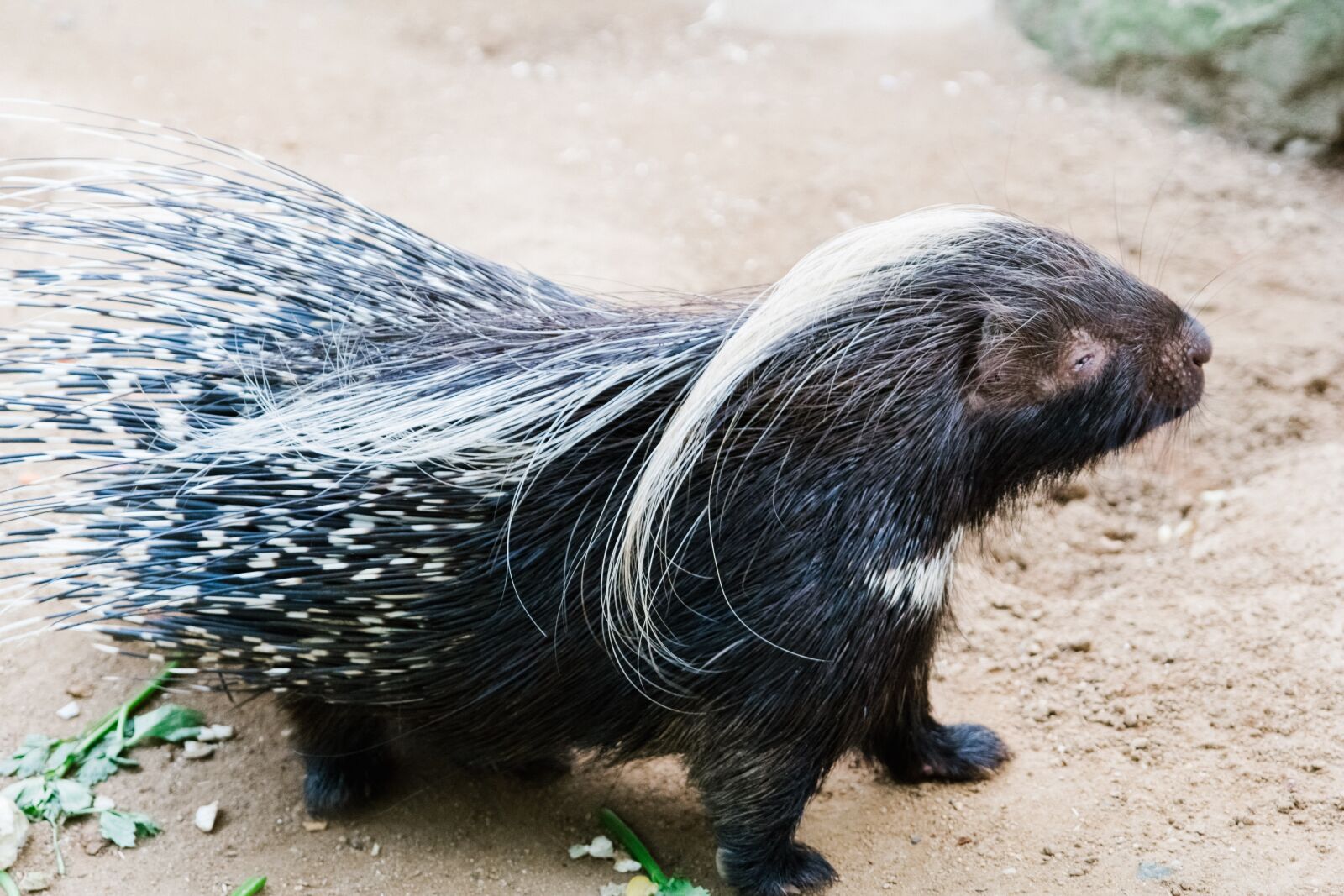 Canon EOS 60D sample photo. Porcupine, prague, czech republic photography