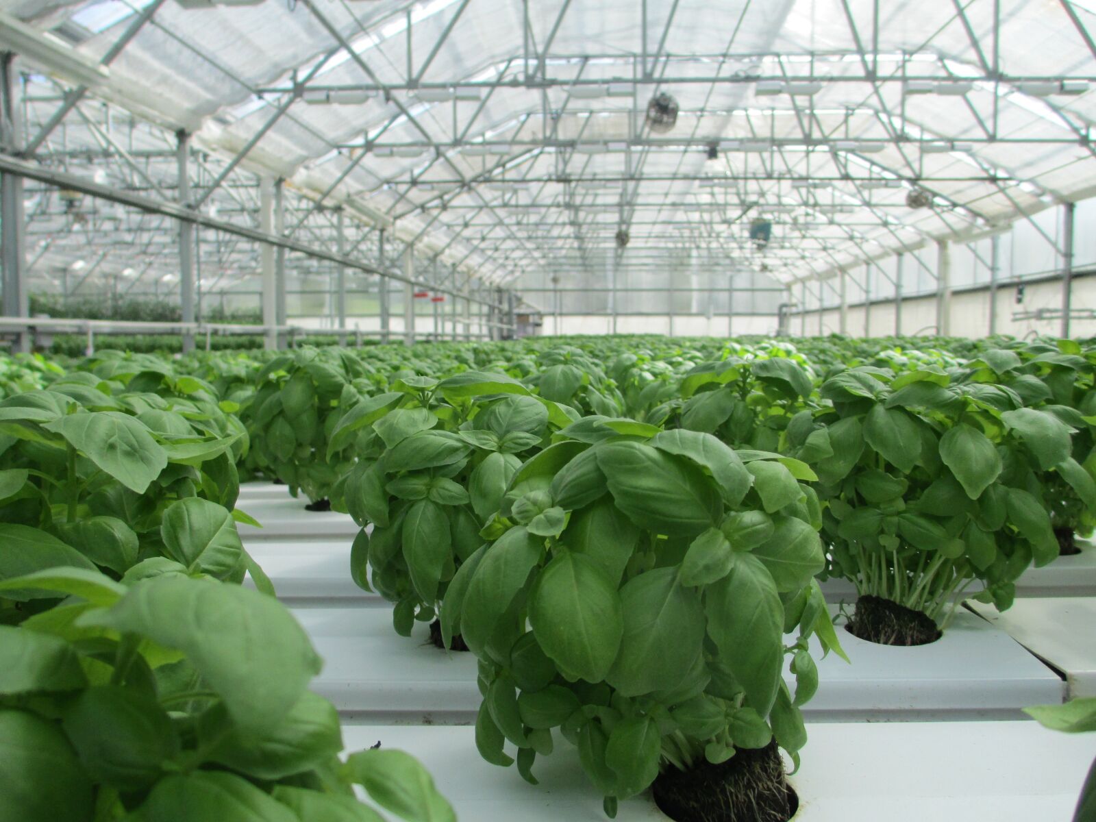 Canon PowerShot A4000 IS sample photo. Basil, greenhouse, plant photography