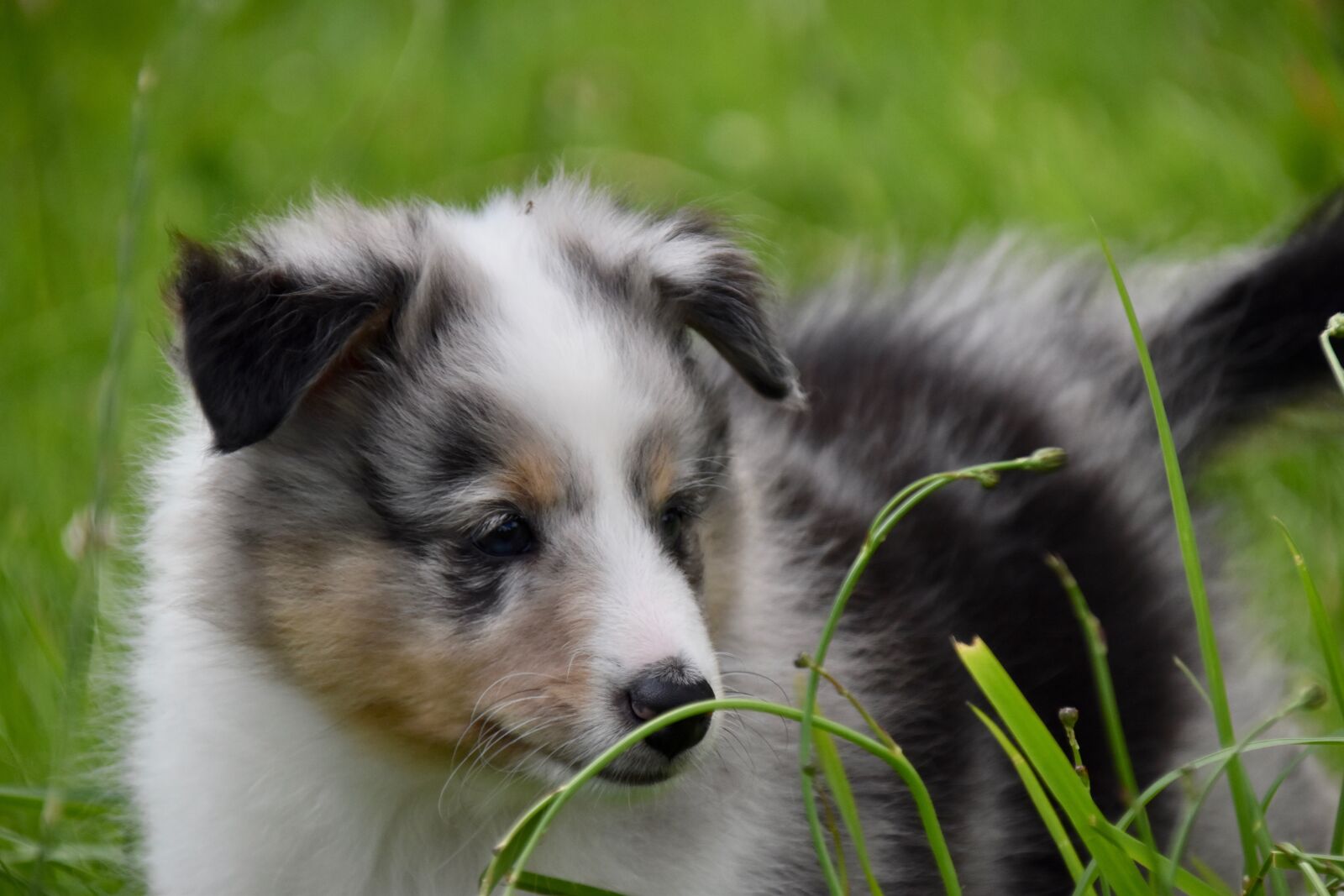 Nikon D5600 sample photo. Puppy, pup, dog shetland photography