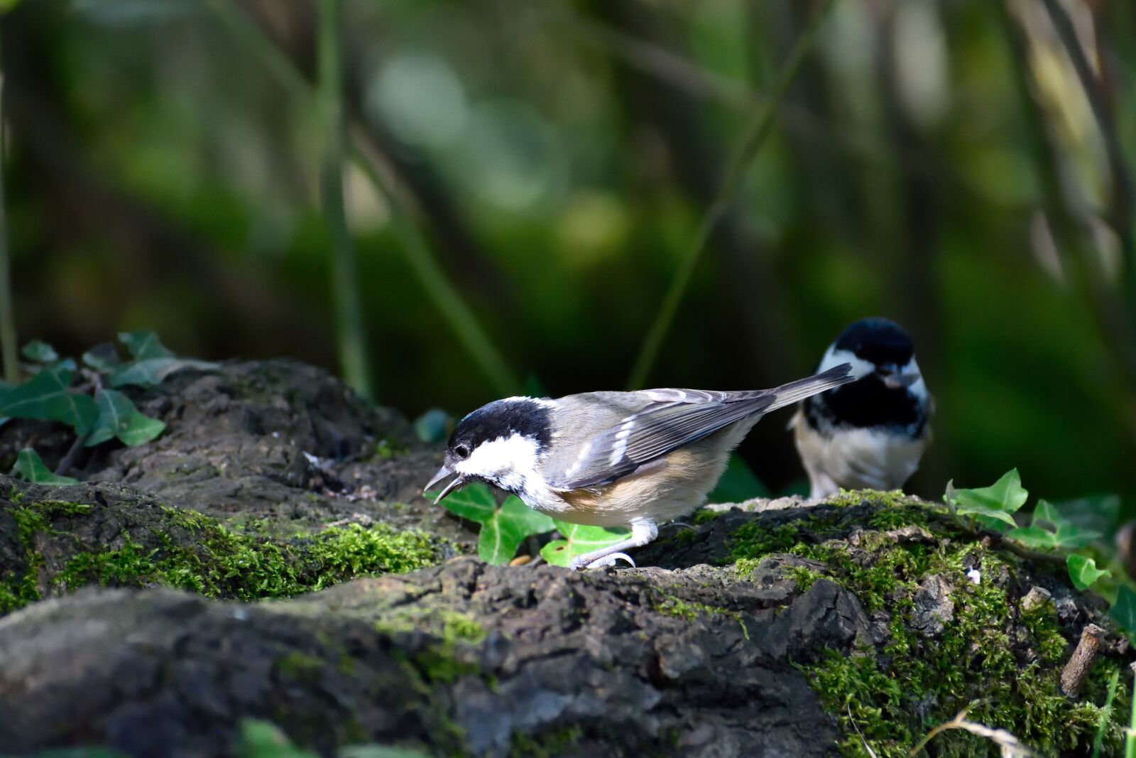 Nikon D5500 sample photo. Coal tit, garden bird photography