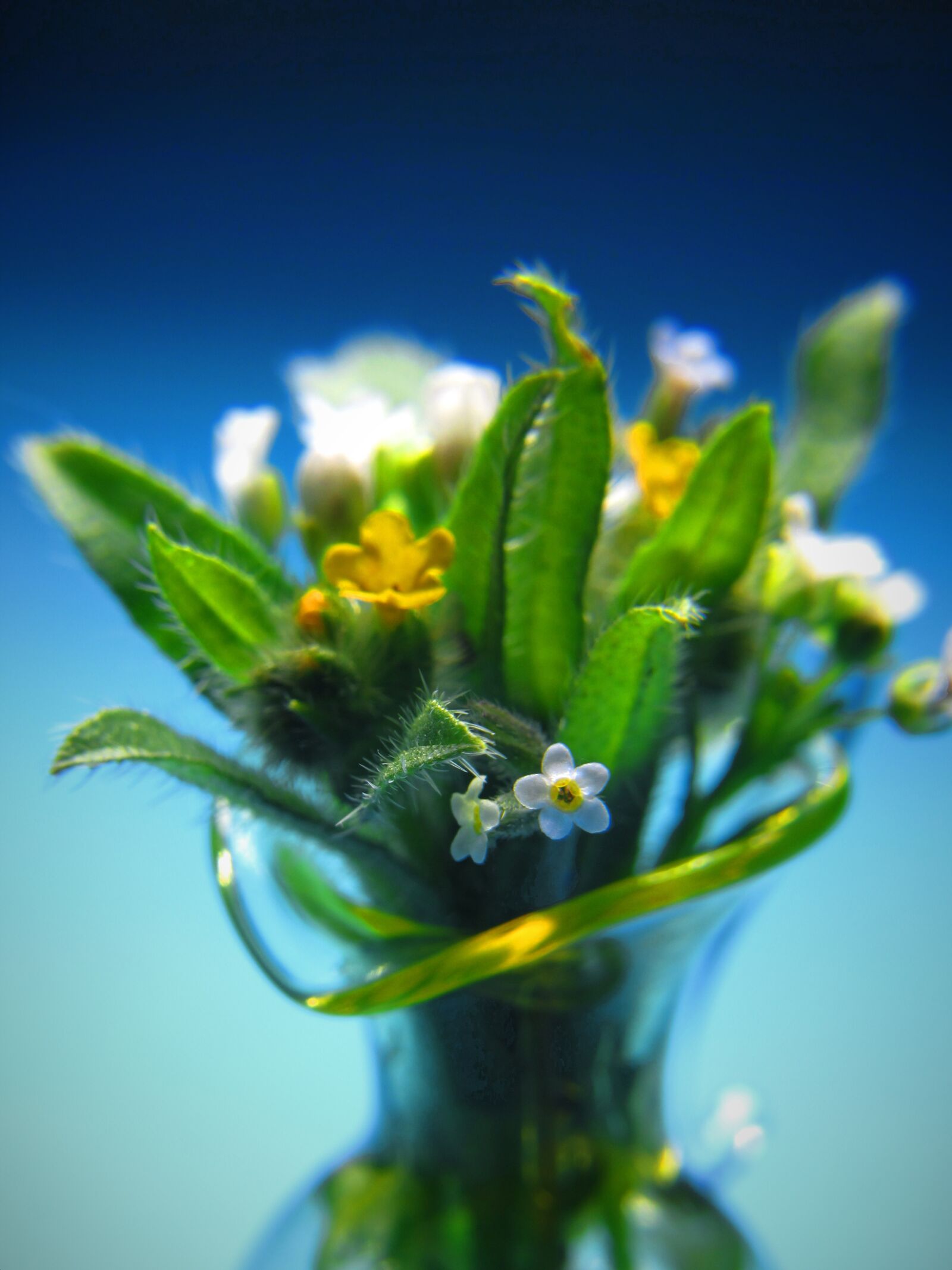 Canon PowerShot SX530 HS sample photo. Mini, bouquet, small photography