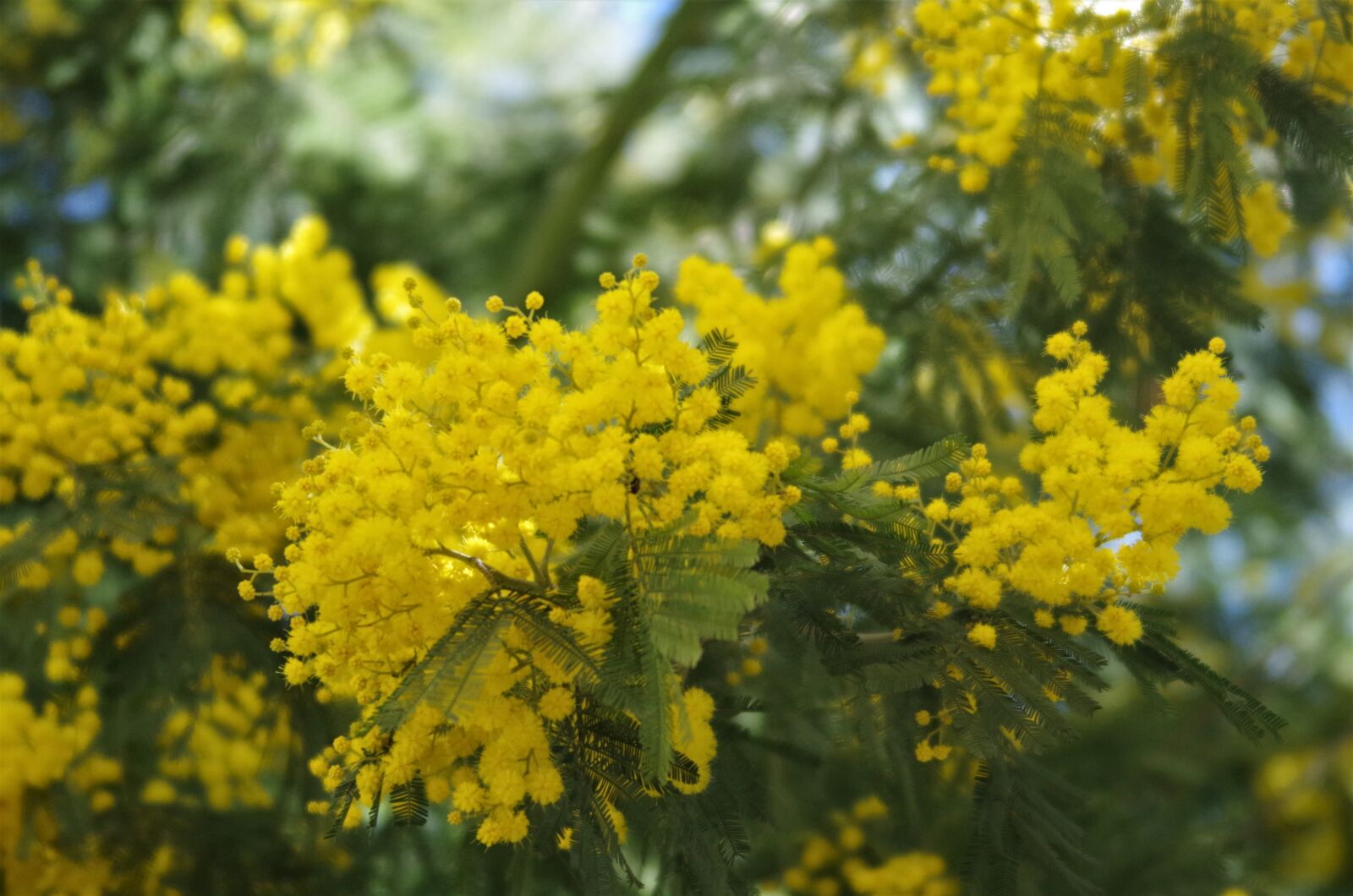 Pentax K-50 sample photo. Flowers, mimosa, 8 march photography