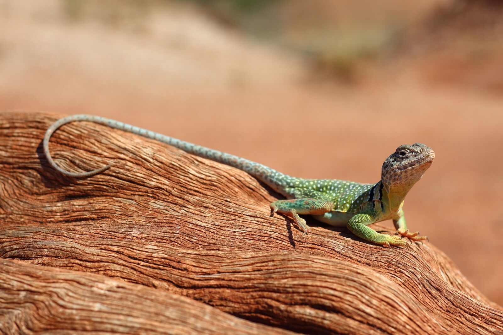 Canon EF 50mm F1.8 STM sample photo. Lizard, reptile, animal photography