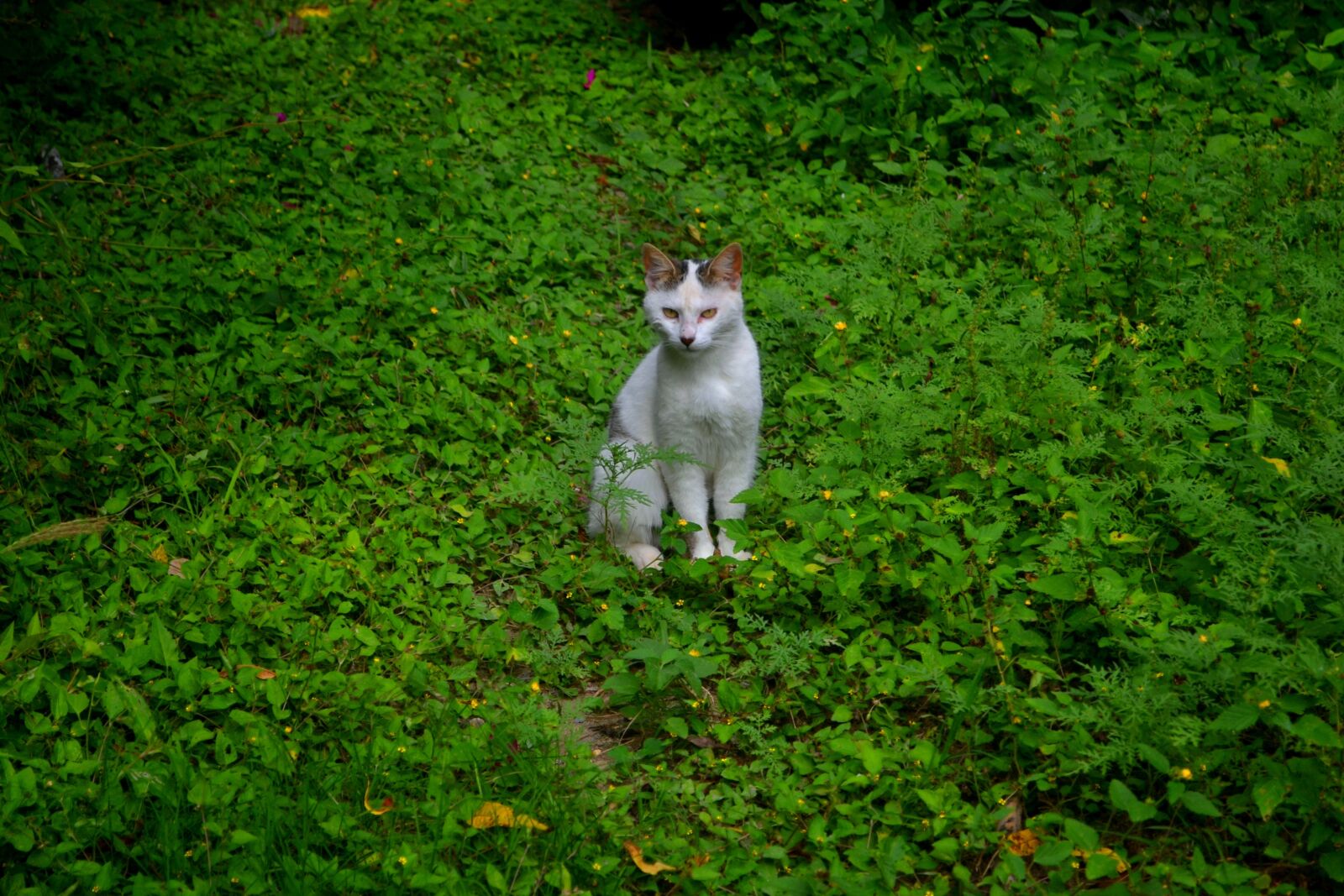 Nikon D3100 sample photo. Cat, green, animals photography