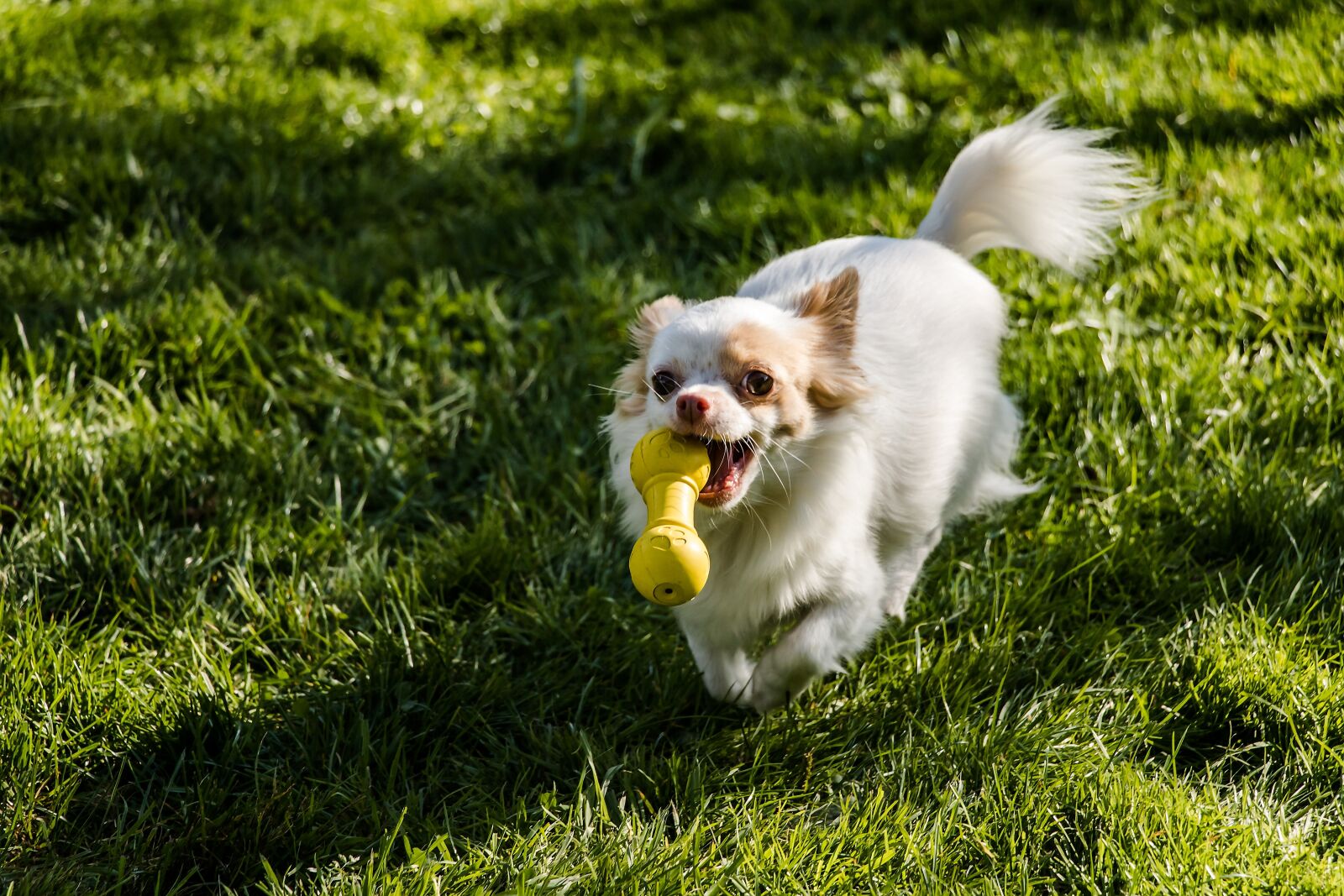 Canon EOS 750D (EOS Rebel T6i / EOS Kiss X8i) sample photo. Chihuahua, dog, long hair photography