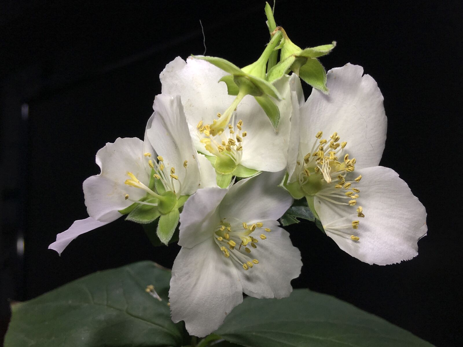 iPhone 6s Plus back camera 4.15mm f/2.2 sample photo. White flowers, pistils, pistil photography