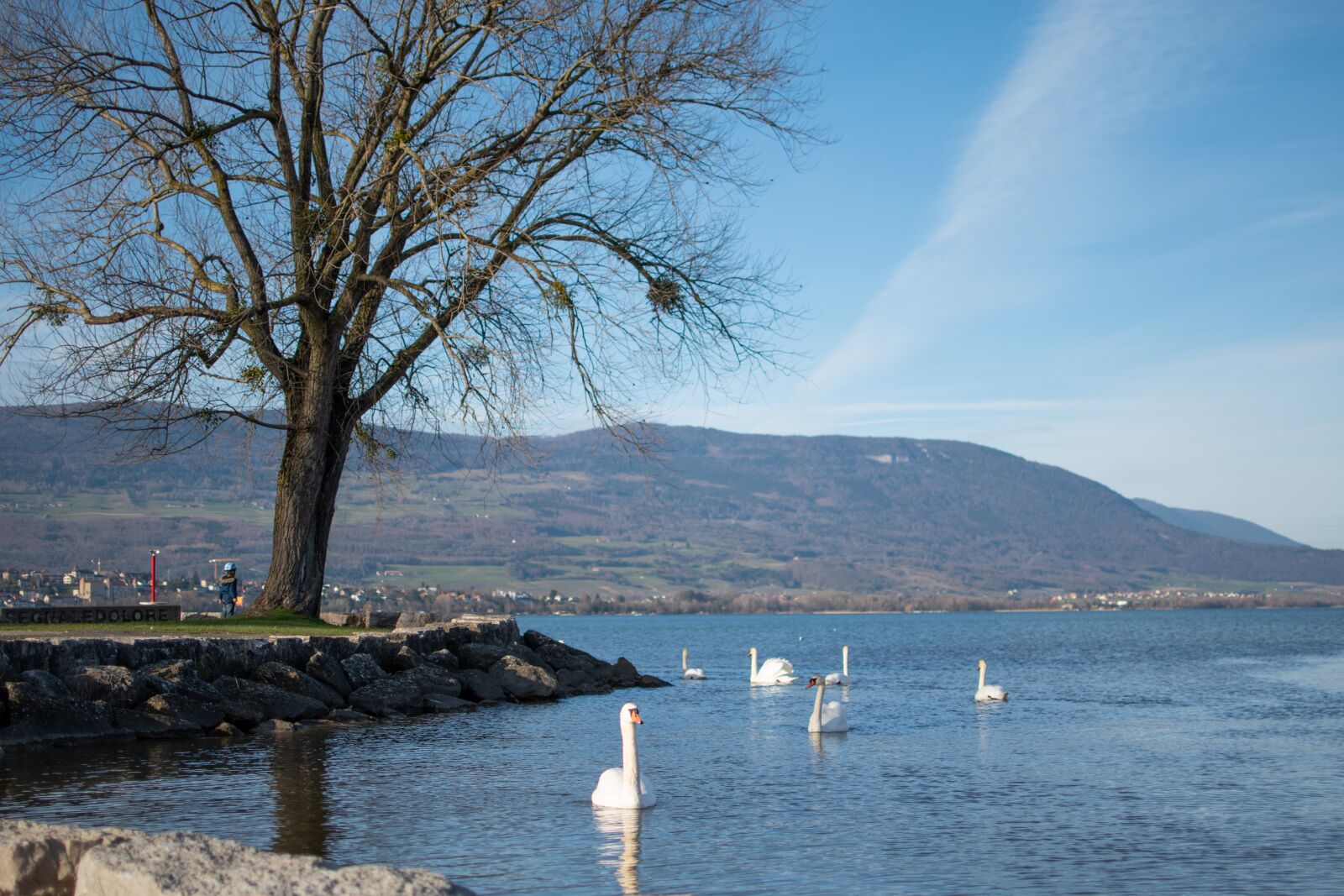 Nikon D5500 sample photo. Swans, lake, nature photography