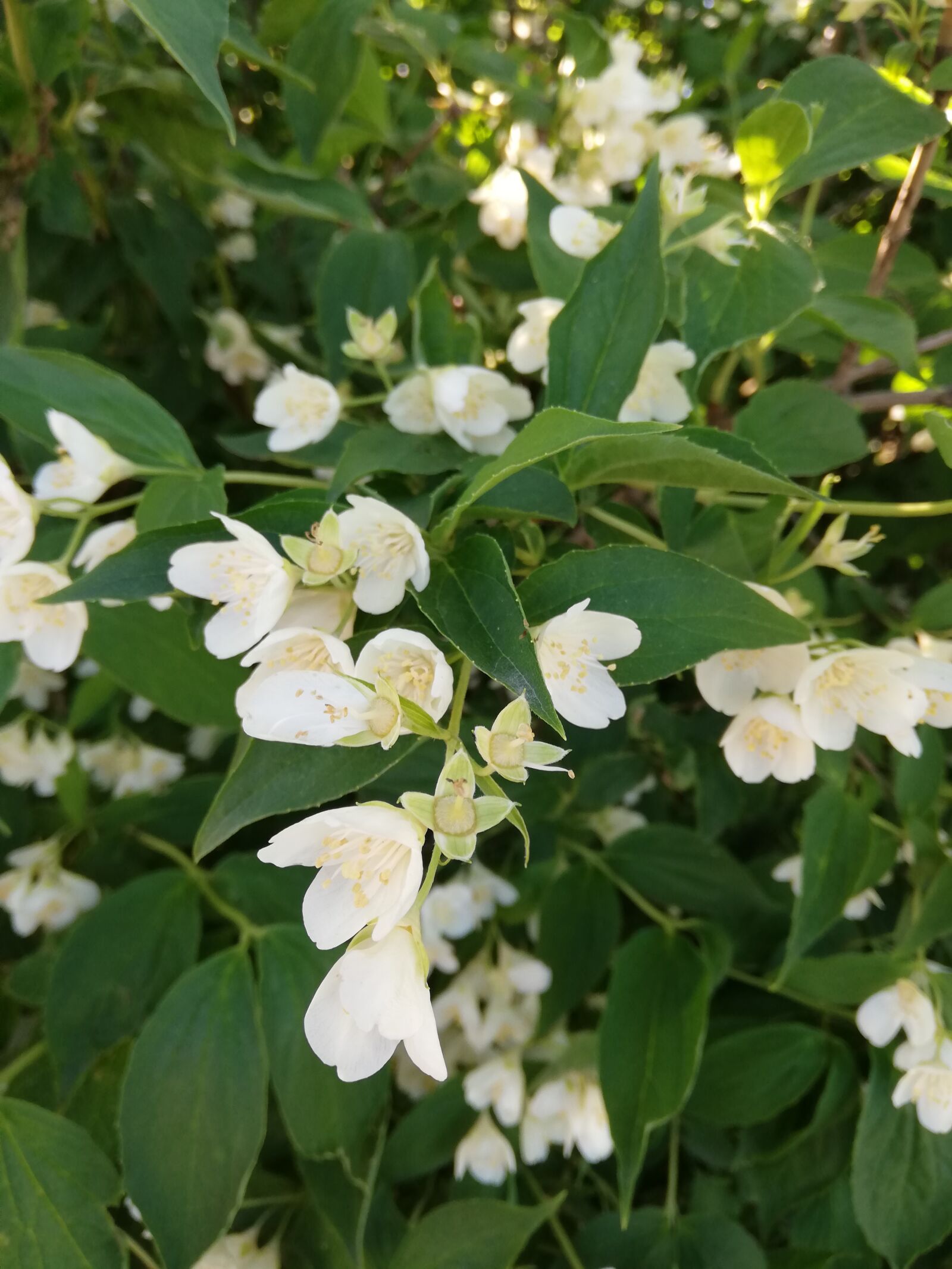 HUAWEI P20 lite sample photo. Flowers, white, day photography