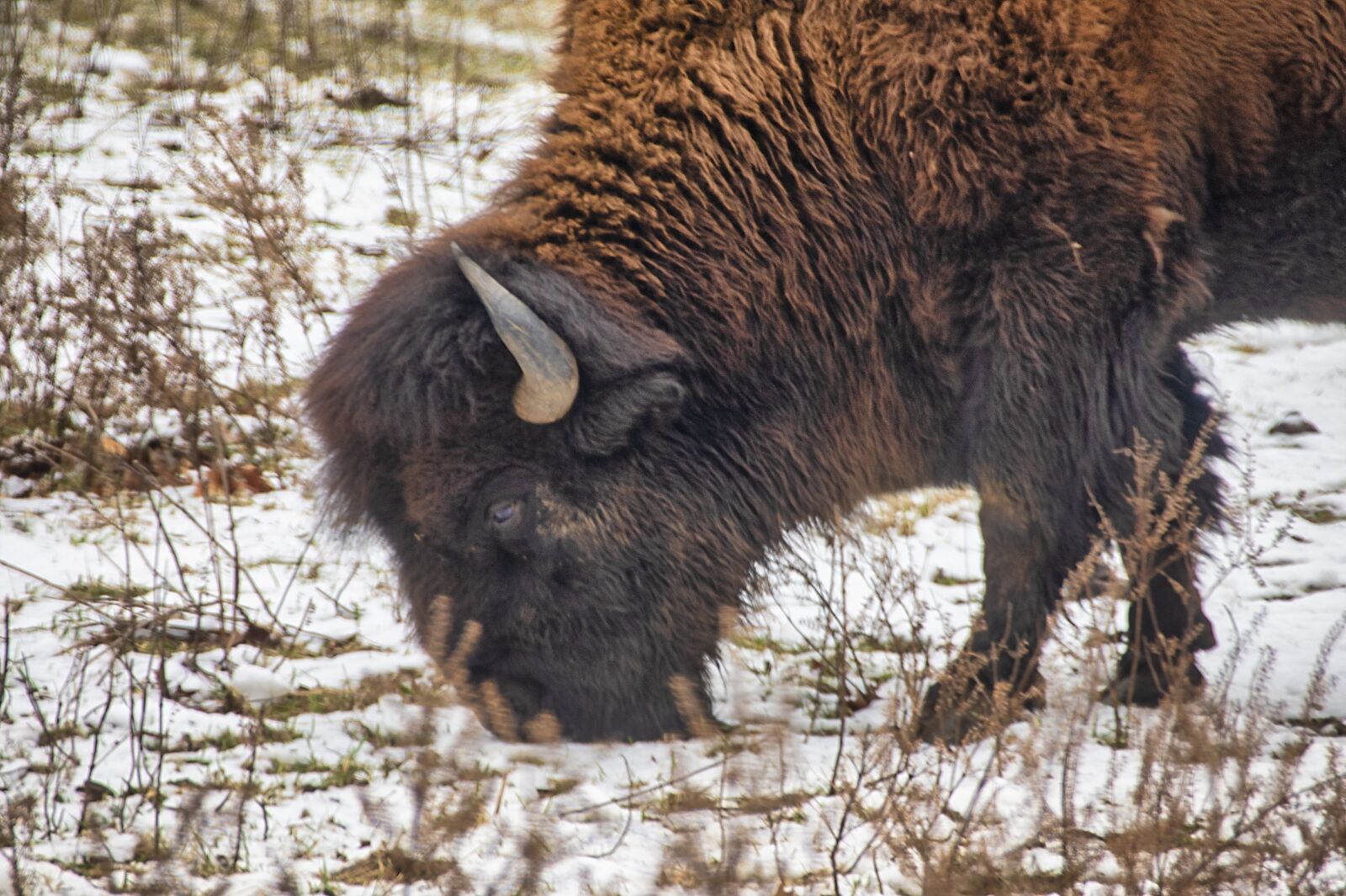 Nikon D850 sample photo. Bison, buffalo, animal photography