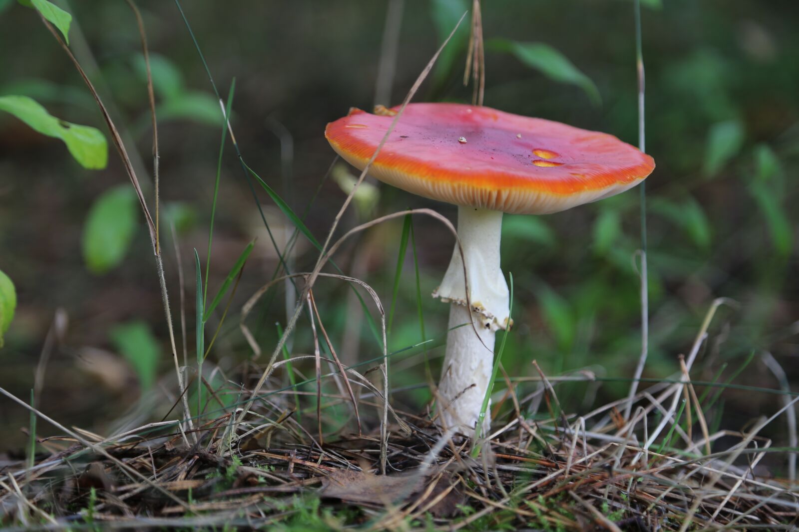 Canon EOS 6D sample photo. Nature, mushroom, mushrooms photography