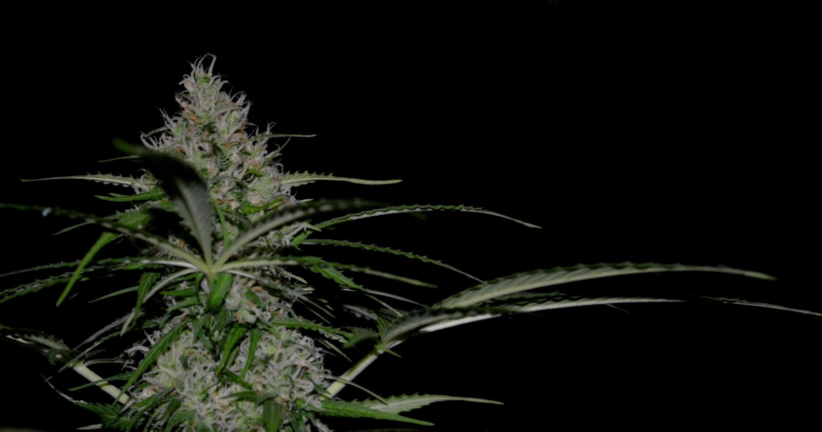 Nikon D5100 sample photo. Cannabis, hemp, marijuana photography