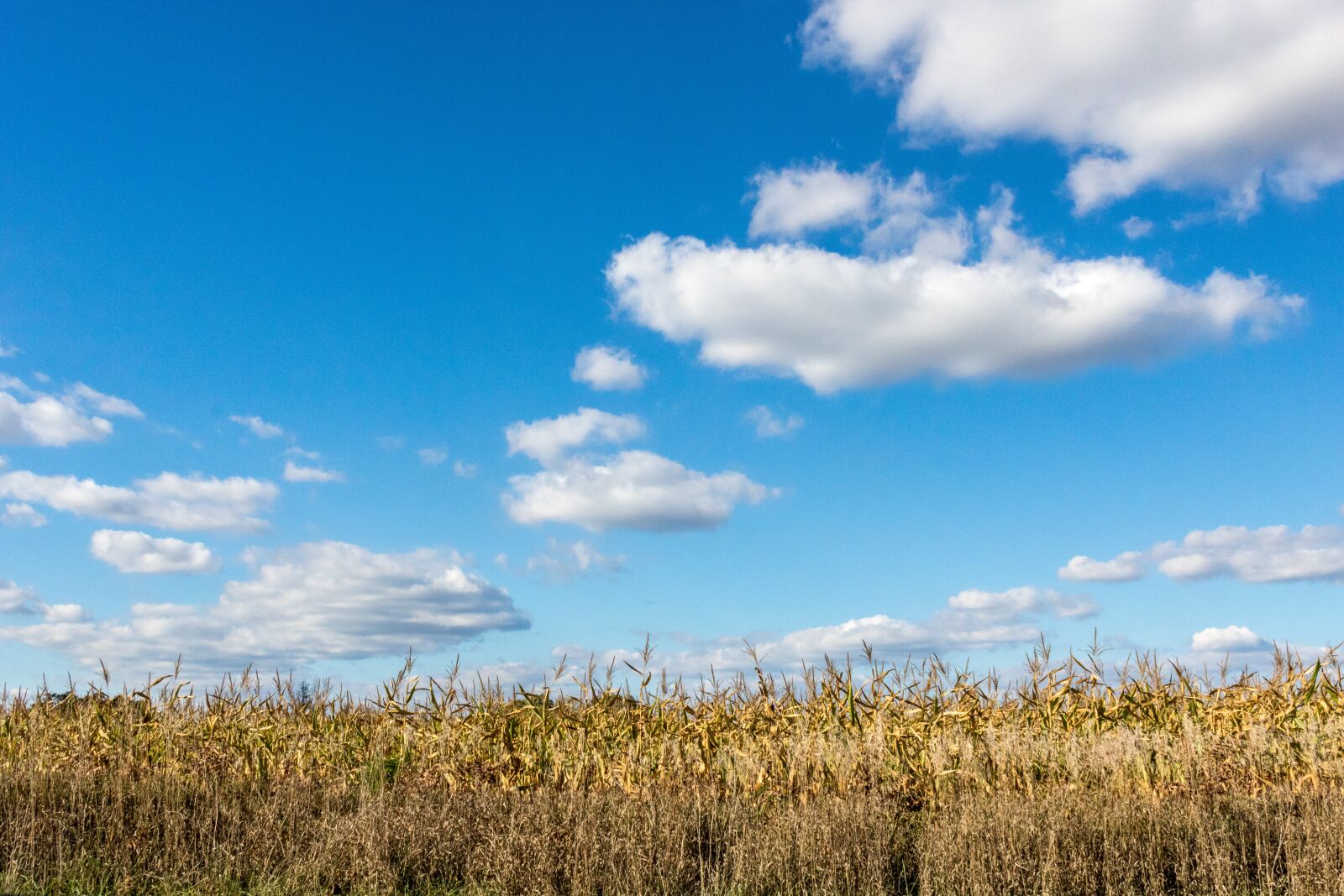 Canon EOS 750D (EOS Rebel T6i / EOS Kiss X8i) sample photo. Cornfield, farming, field photography