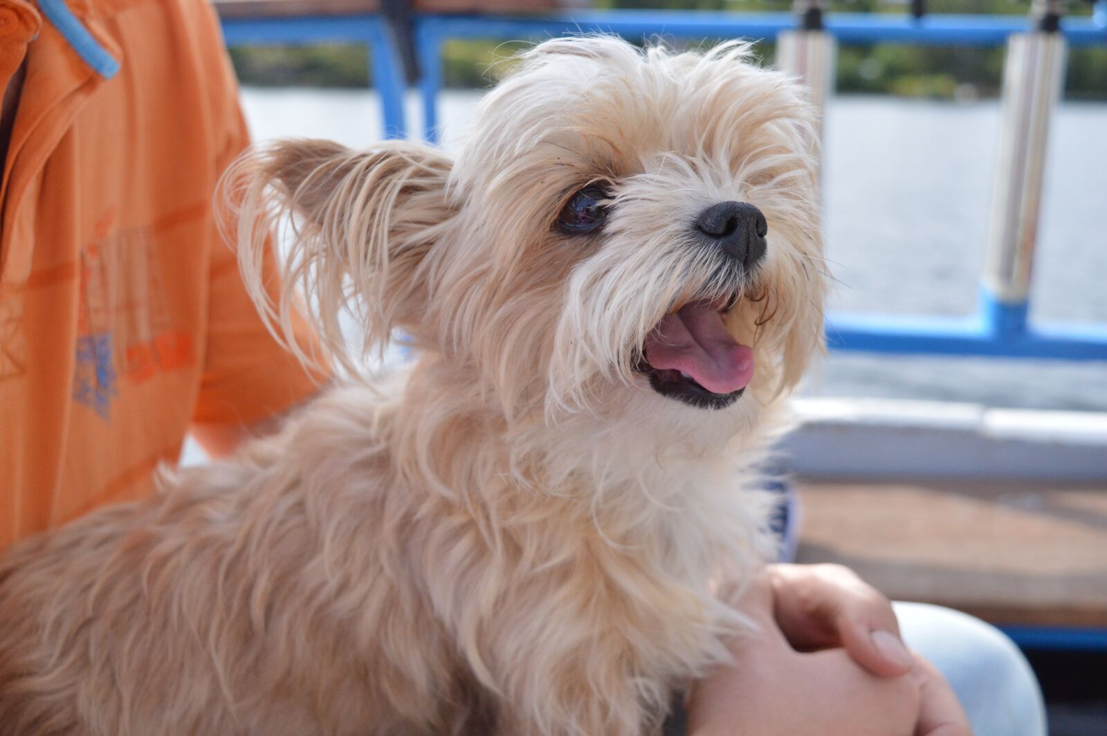 Nikon D3200 sample photo. Dog, small dog, young photography