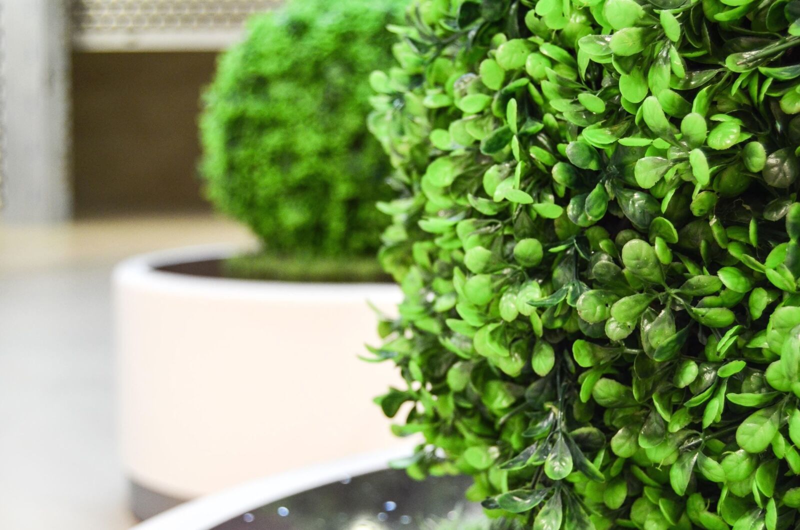 Nikon D5100 sample photo. Plant, bush, green, leaf photography