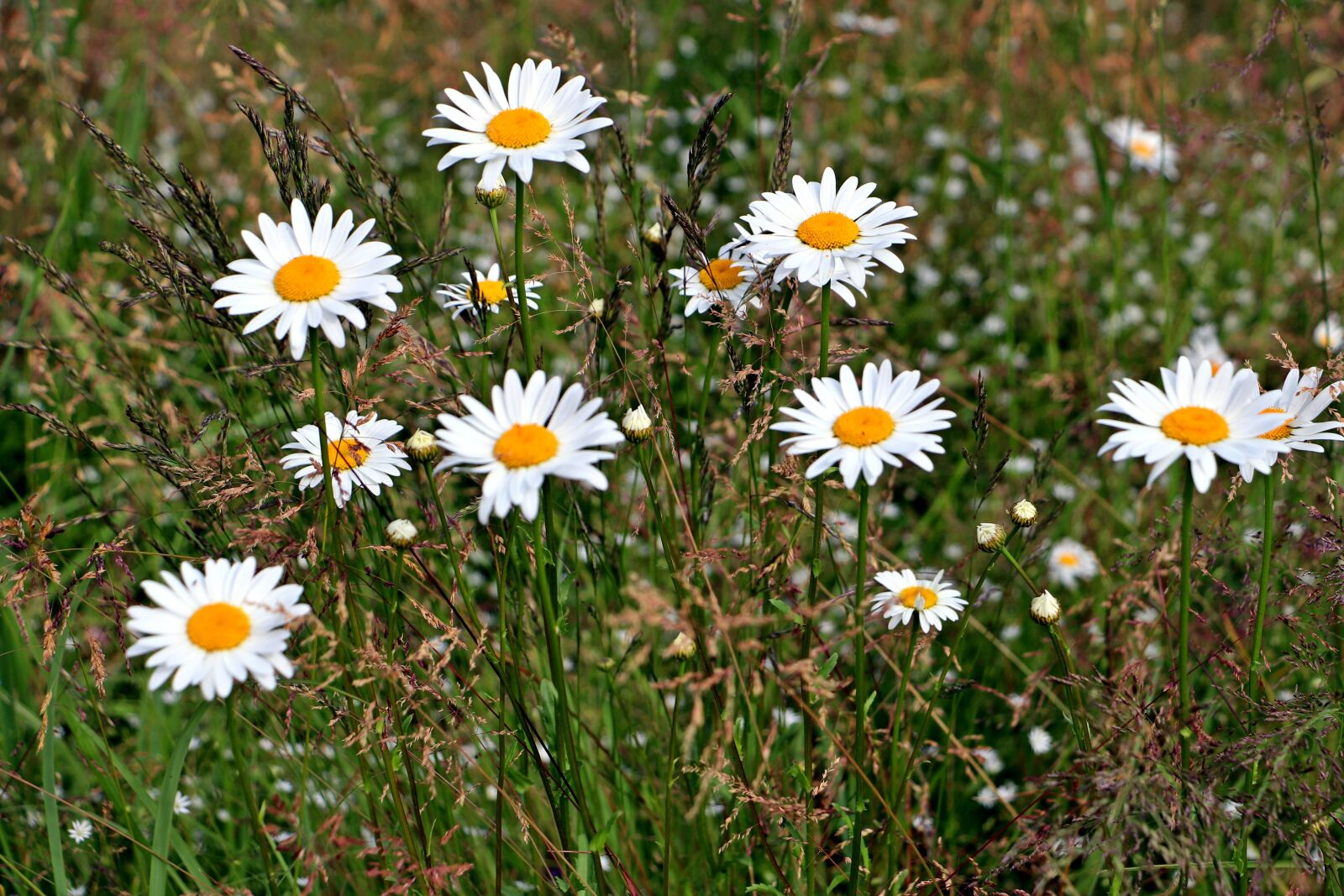 Canon EOS 200D (EOS Rebel SL2 / EOS Kiss X9) sample photo. Daisy, flower, tenderness photography