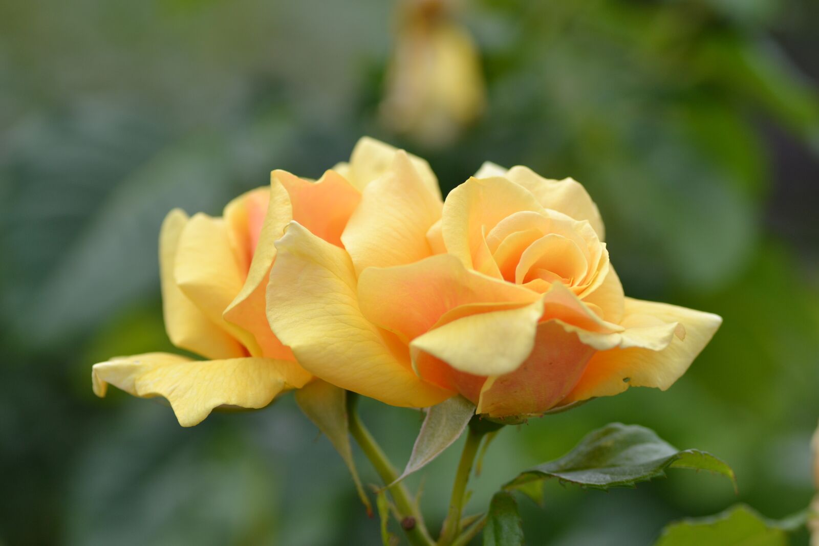 Nikon D3100 sample photo. Yellow, blossom, bloom photography