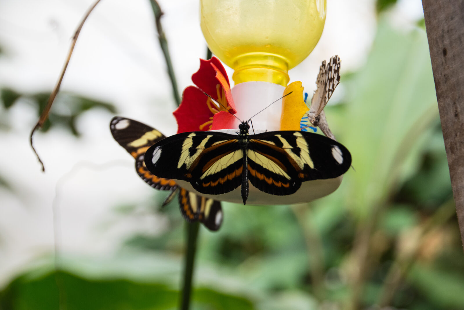 Tamron 18-270mm F3.5-6.3 Di II VC PZD sample photo. Argentina, butterflies, colours, drinking photography