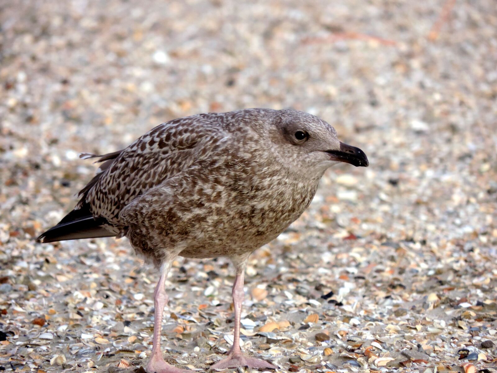Nikon Coolpix P520 sample photo. Seagull, young bird, bird photography